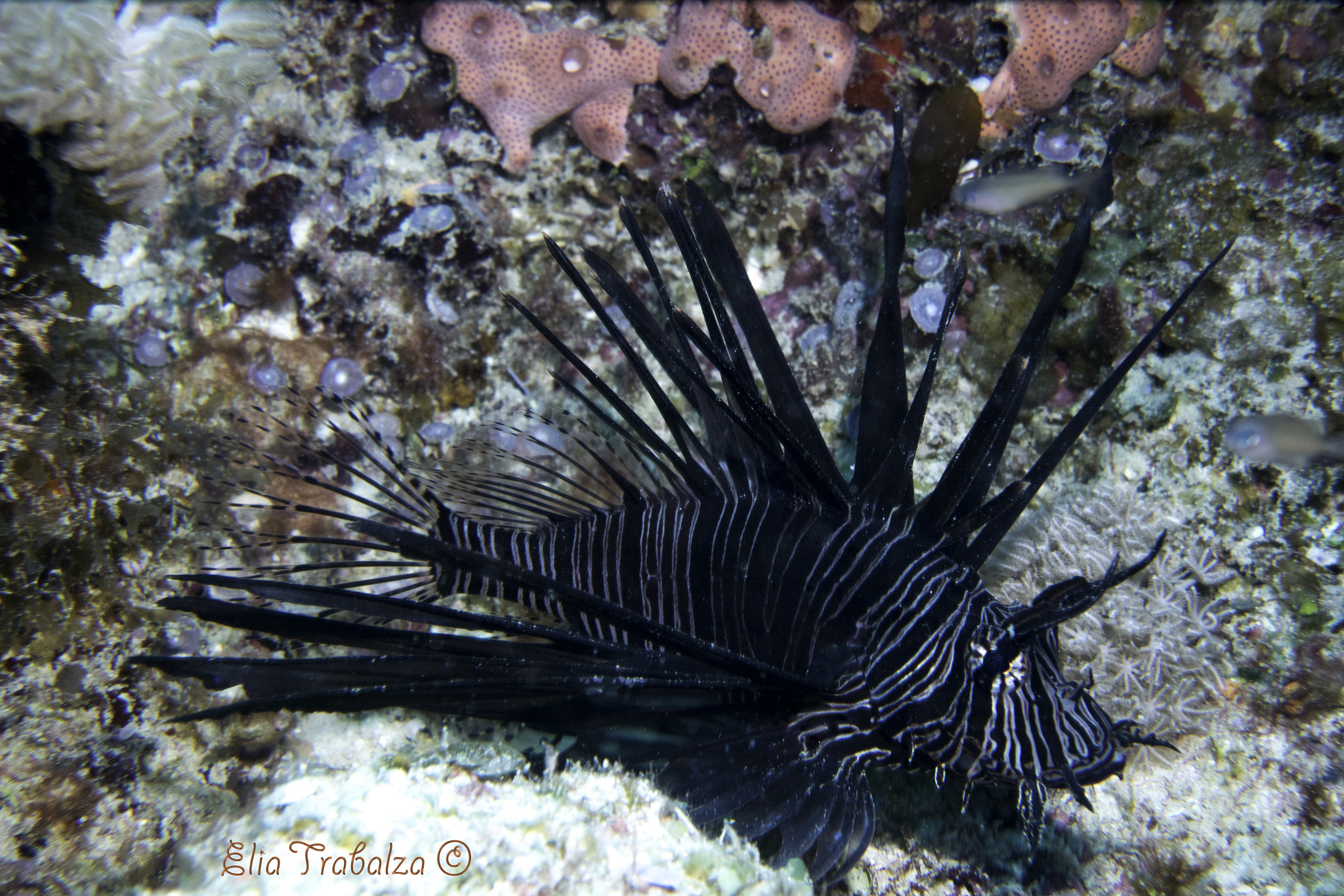Nikon 1 J4 sample photo. Pesce leone antennato photography