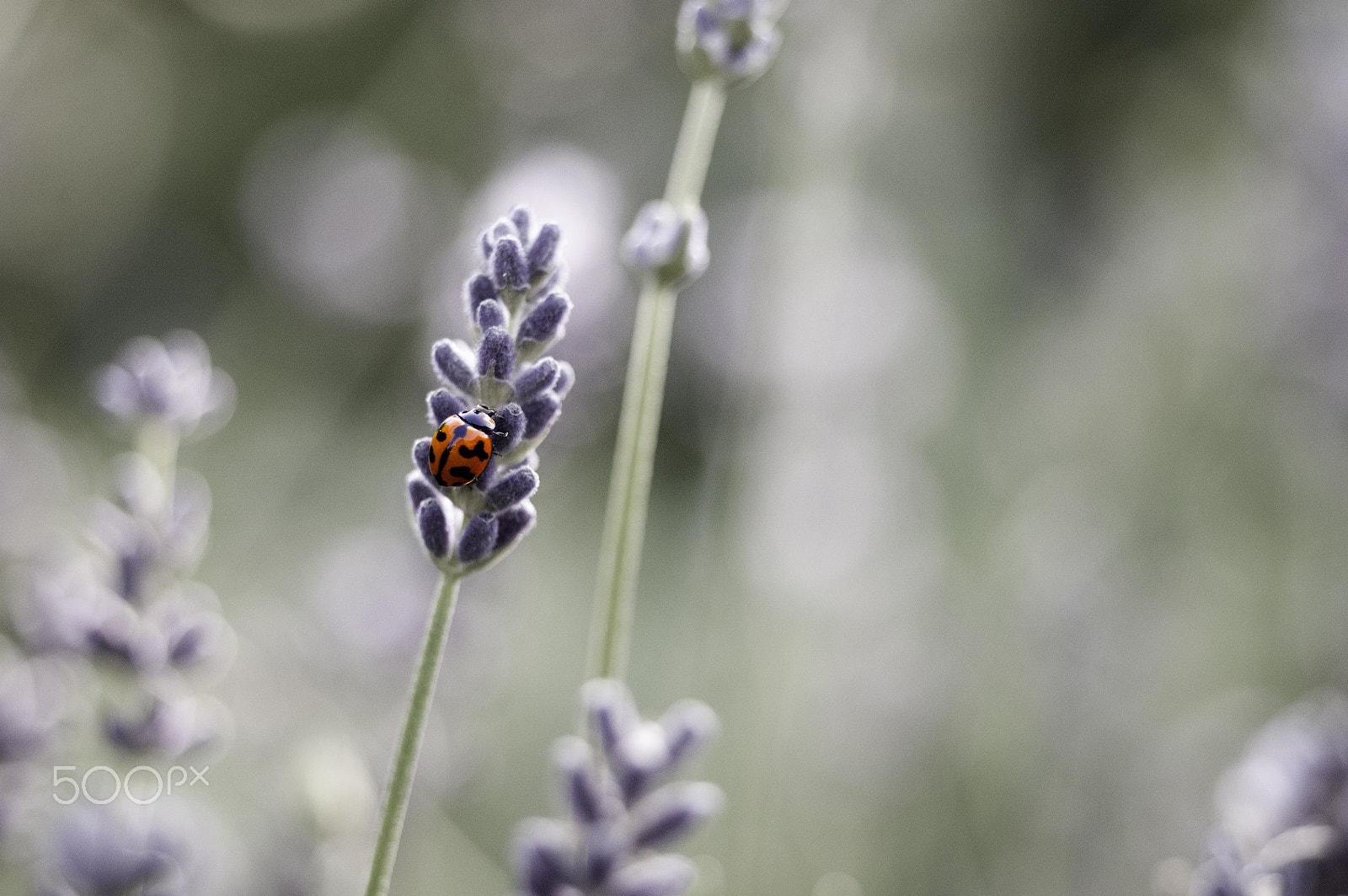 Nikon D300 + AF Micro-Nikkor 55mm f/2.8 sample photo. Red, photography