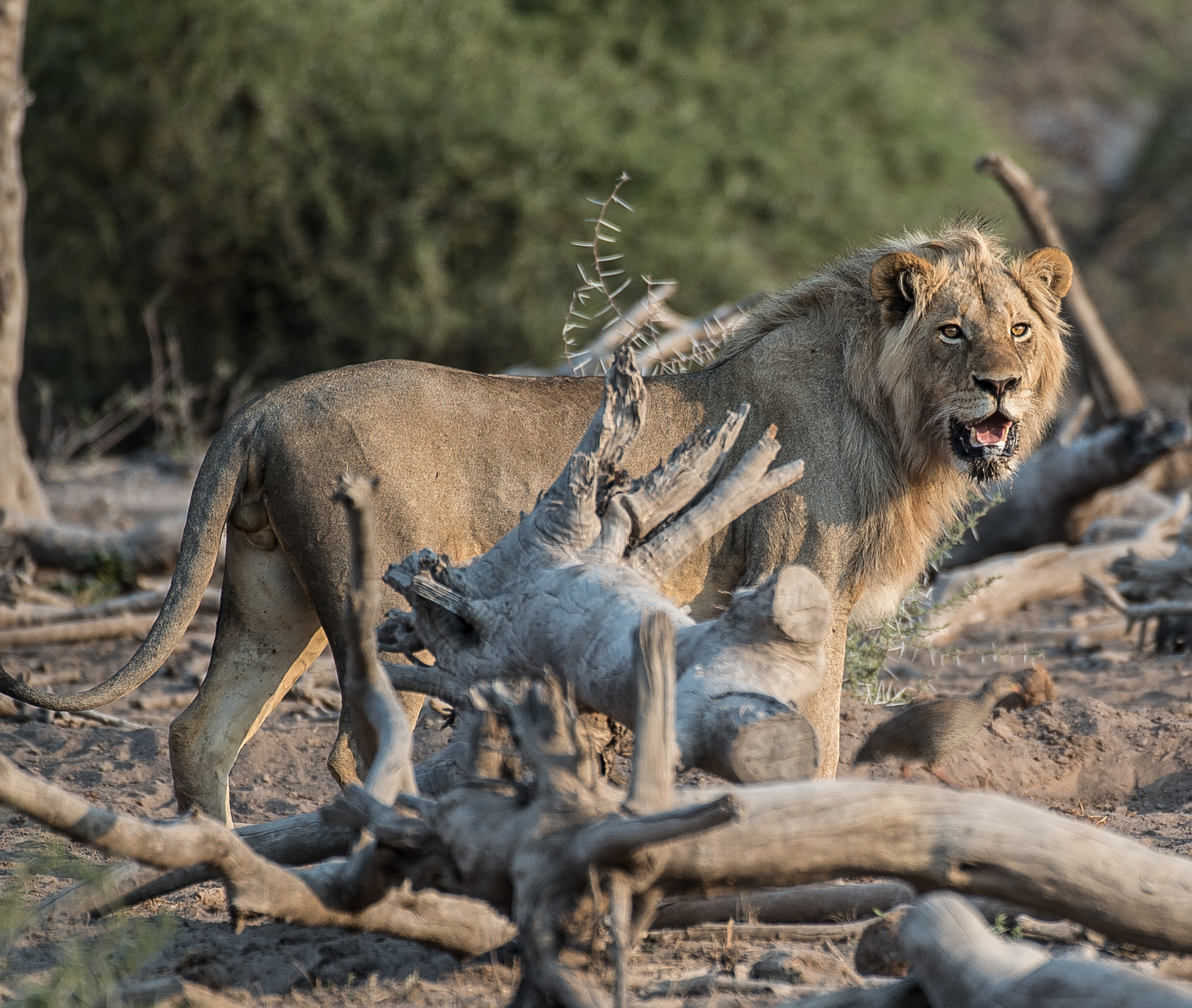 Nikon D4 sample photo. Lion king photography