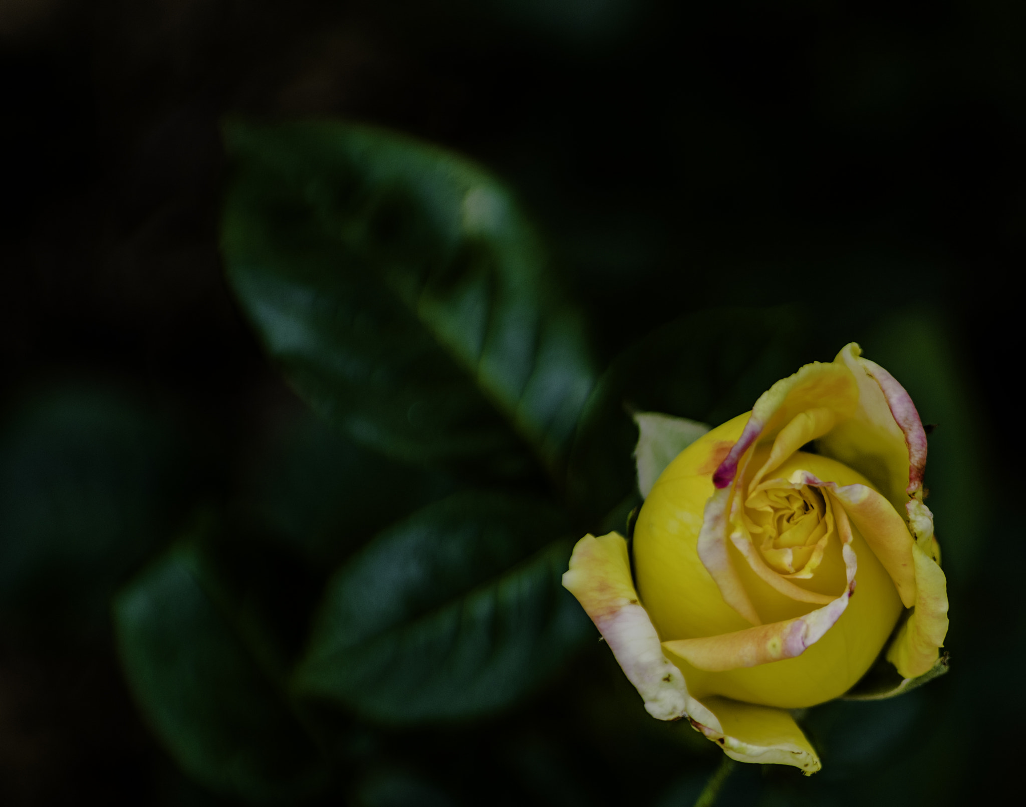 Pentax smc DA* 50-135mm F2.8 ED (IF) SDM sample photo. Rose bud crop photography