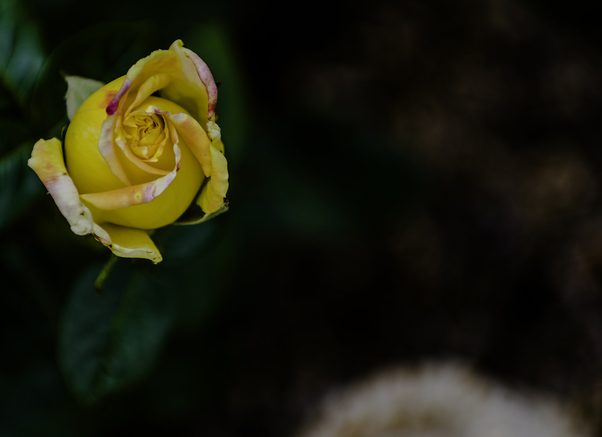 Pentax smc DA* 50-135mm F2.8 ED (IF) SDM sample photo. Rose bud crop photography