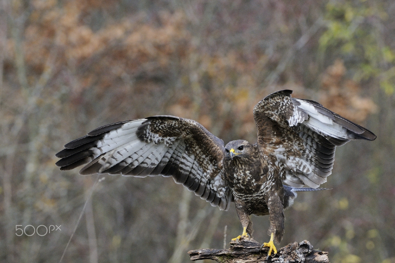 Nikon D300 + Nikon AF-S Nikkor 200-400mm F4G ED-IF VR sample photo. Touch down... photography