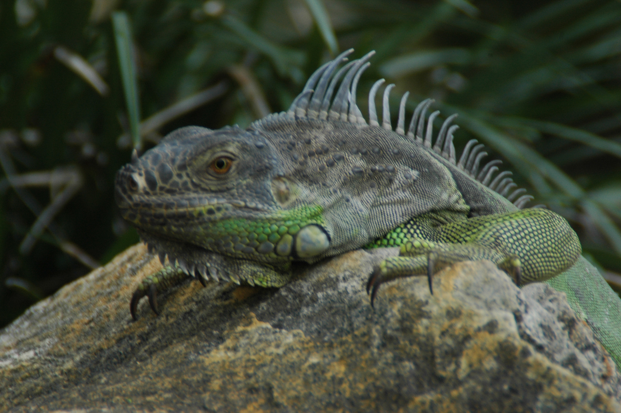 Nikon D70s sample photo