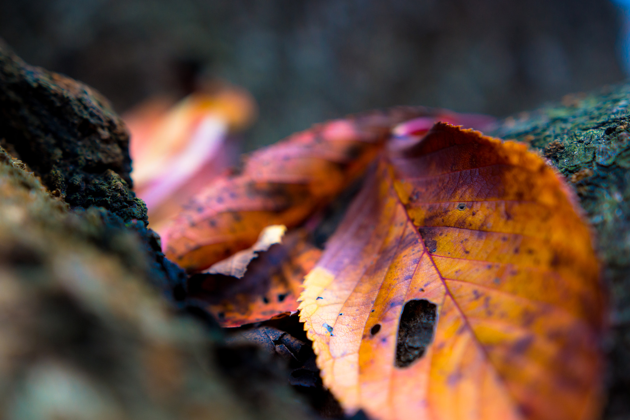 Sony SLT-A77 + Sigma 18-35mm F1.8 DC HSM Art sample photo. Autumn leaves photography