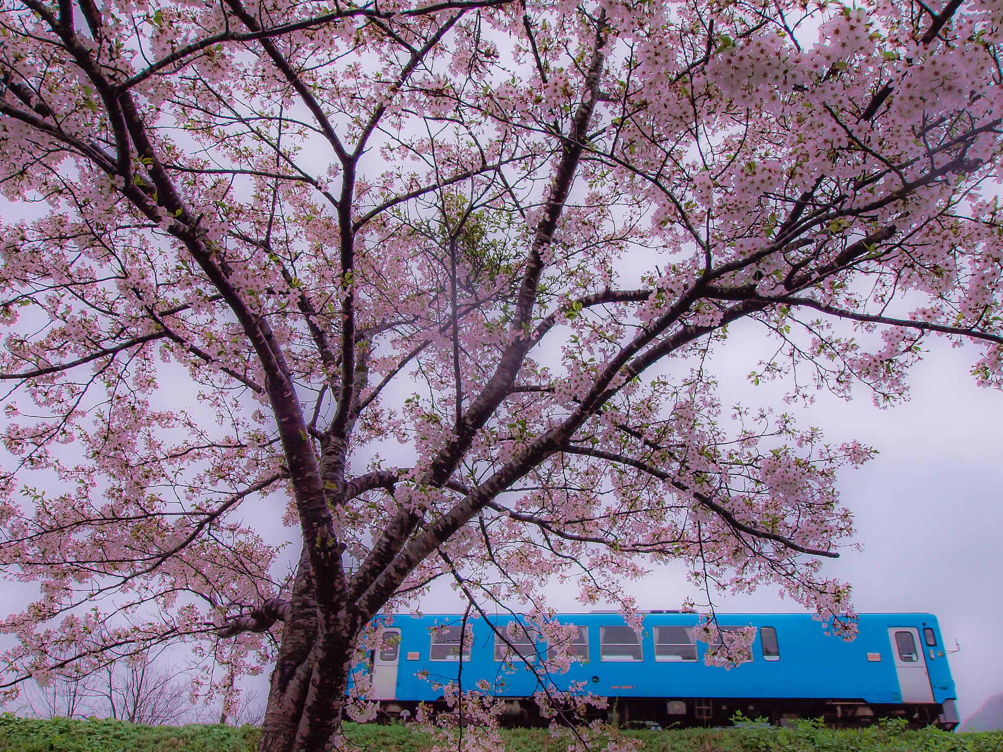 Olympus E-620 (EVOLT E-620) + Olympus Zuiko Digital ED 9-18mm F4.0-5.6 sample photo. Cherry blossom photography