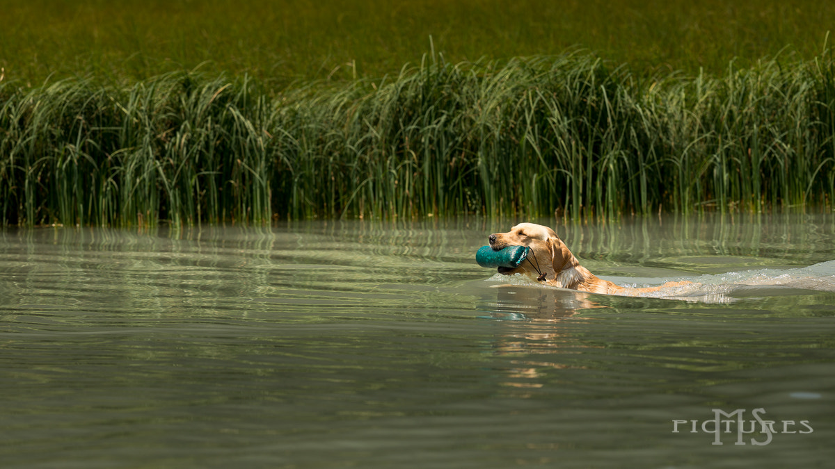 Nikon AF-S Nikkor 200mm F2G ED VR II sample photo. Dog @wörk photography