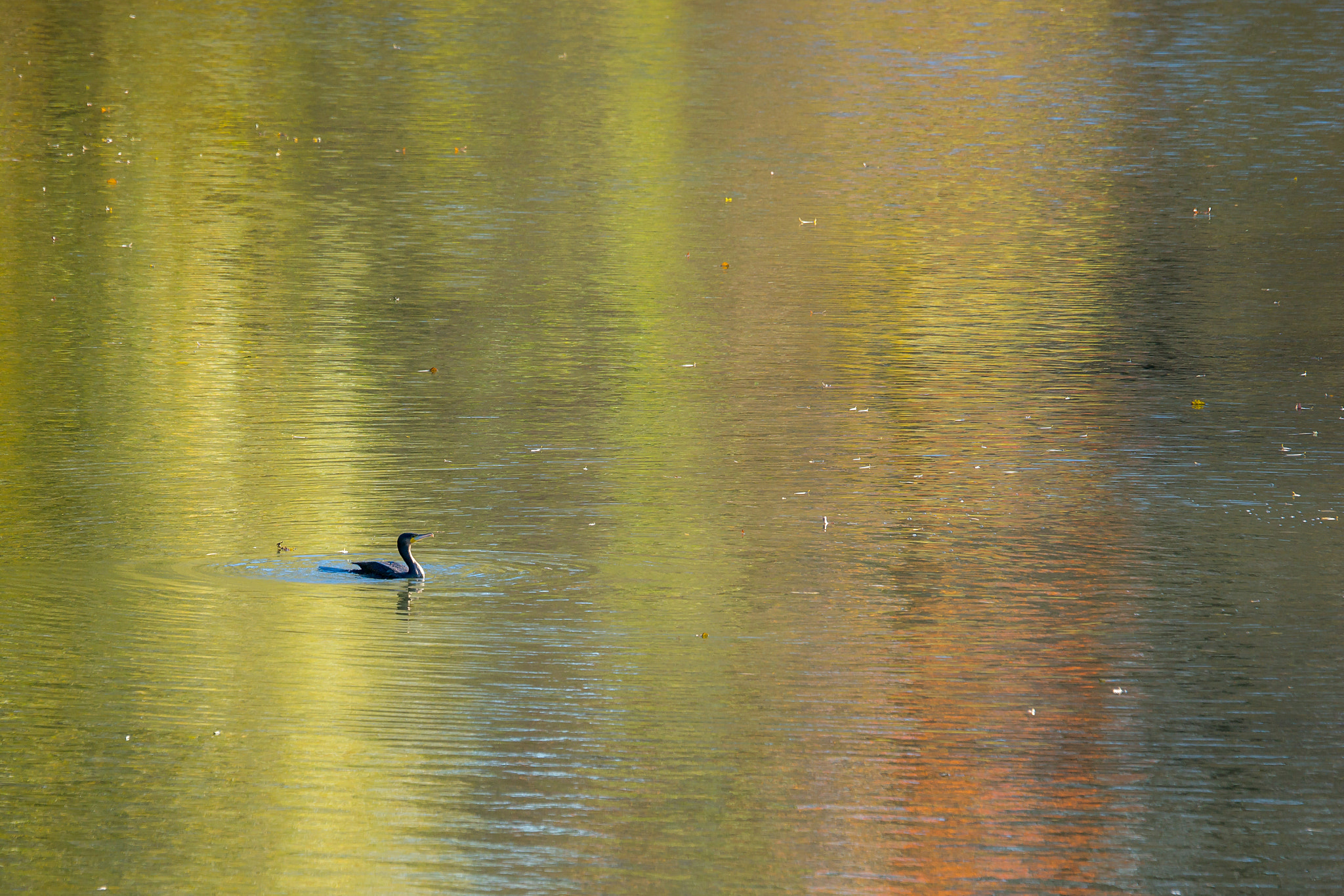 Sony a99 II + Sony 70-400mm F4-5.6 G SSM sample photo. Autumn colours photography