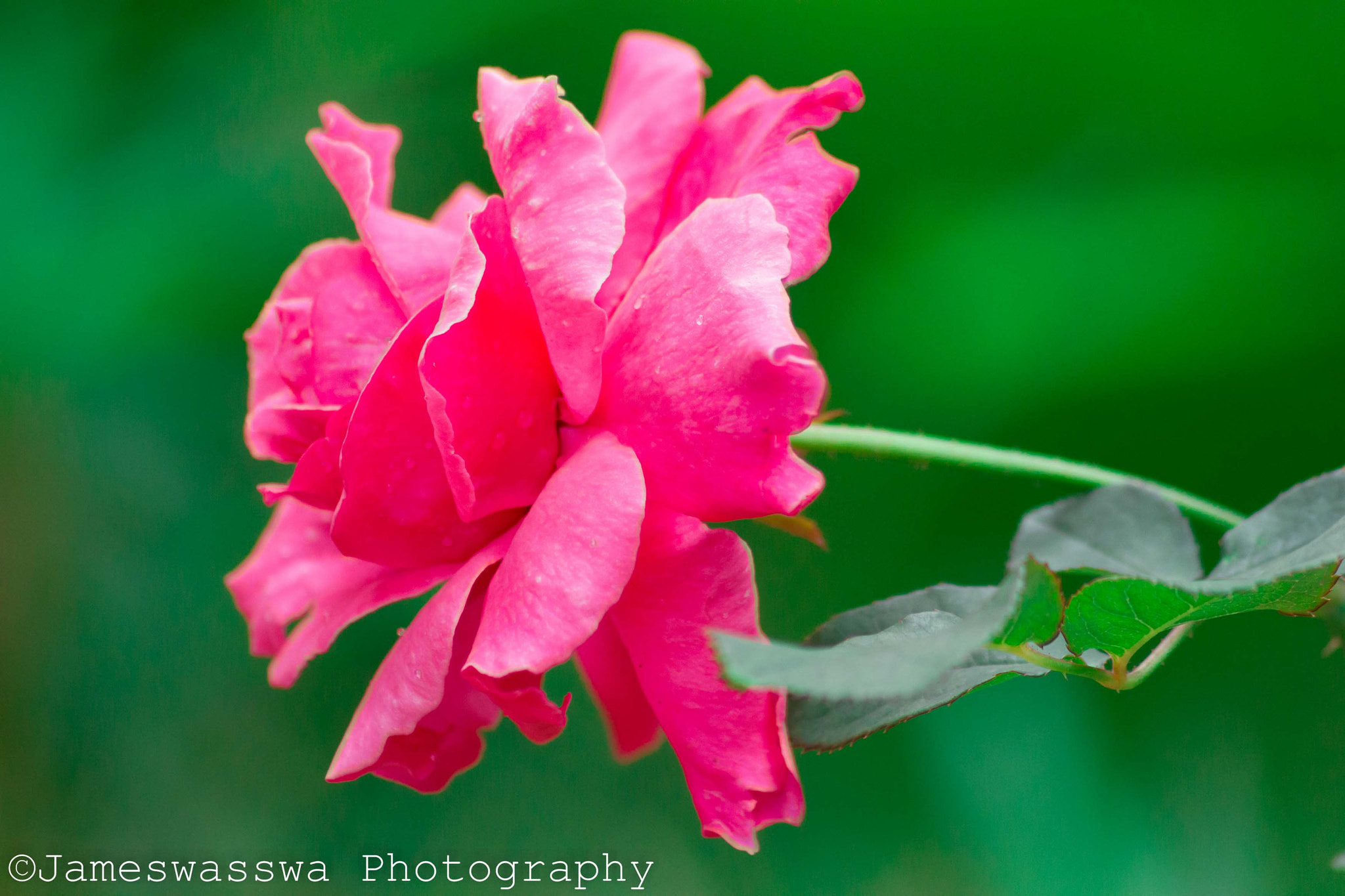 Canon EOS 550D (EOS Rebel T2i / EOS Kiss X4) sample photo. The rose photography