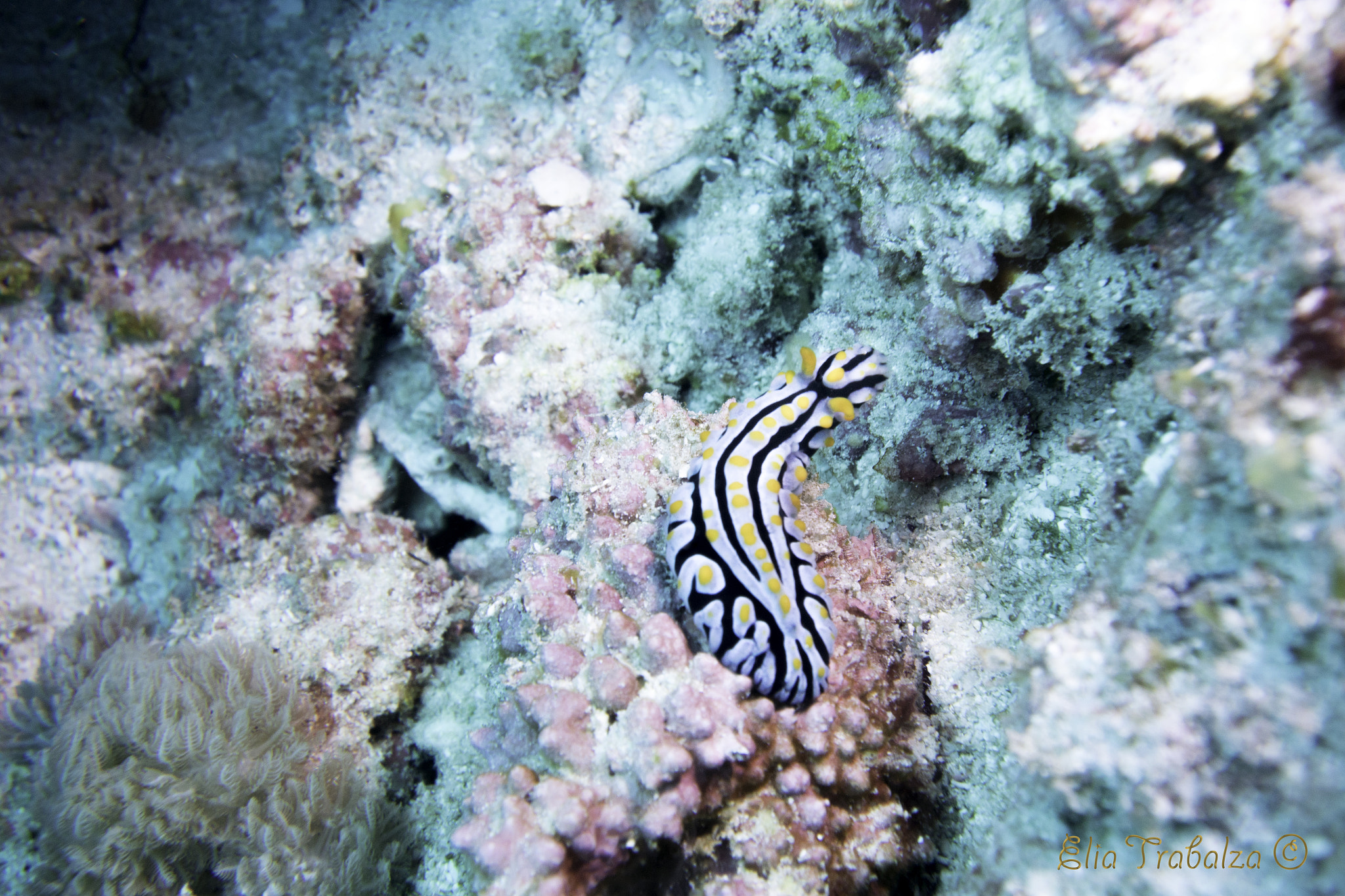 Nikon 1 J4 sample photo. Nudibranco photography
