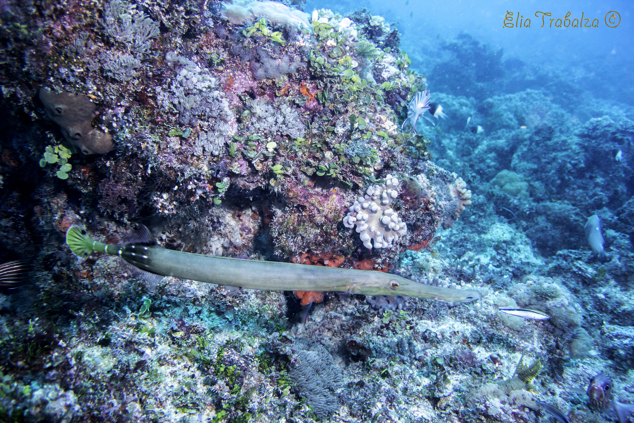 Nikon 1 J4 sample photo. Trumpetfish photography