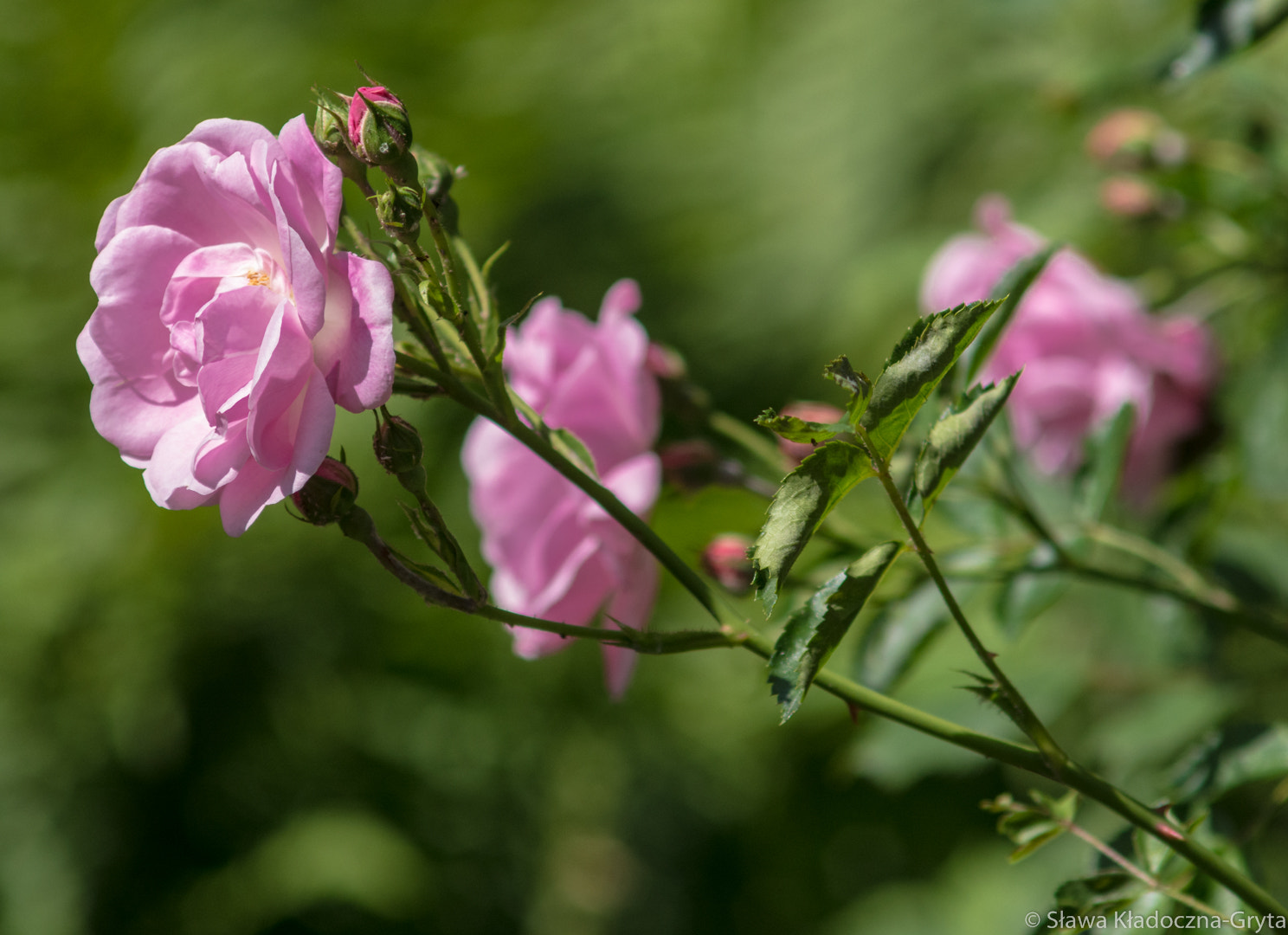 Nikon D7100 + AF Zoom-Nikkor 70-210mm f/4 sample photo. Roses photography