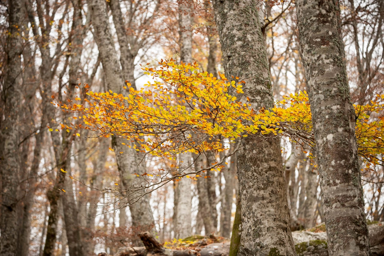AF-S Zoom-Nikkor 80-200mm f/2.8D IF-ED sample photo. Faggeta #1 photography