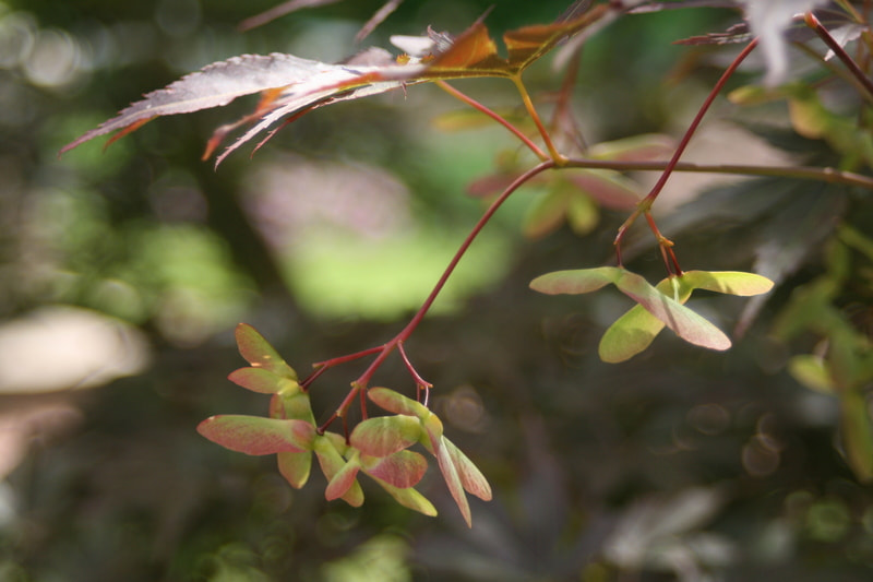 Canon EF 35-70mm f/3.5-4.5 sample photo. Img vnvy photography