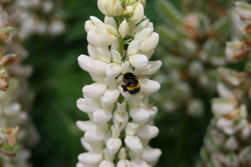 Canon EF 35-70mm f/3.5-4.5 sample photo. Img anx photography