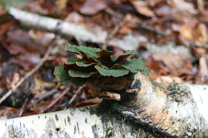 Canon EF 35-70mm f/3.5-4.5 sample photo. Img afrl photography