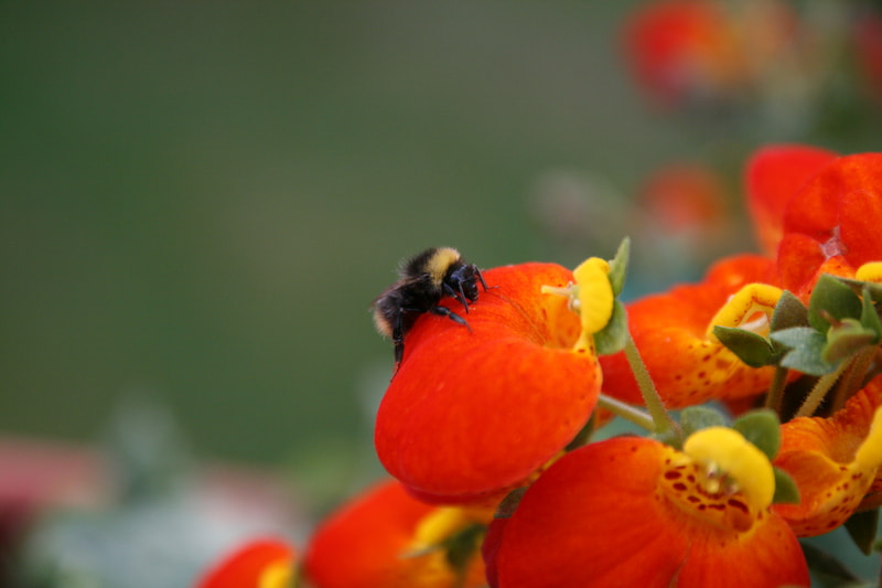 Sigma 17-70mm F2.8-4 DC Macro OS HSM sample photo. Img qlah photography