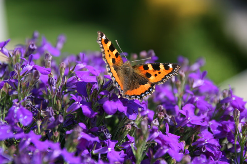 Sigma 17-70mm F2.8-4 DC Macro OS HSM sample photo. Img msyg photography