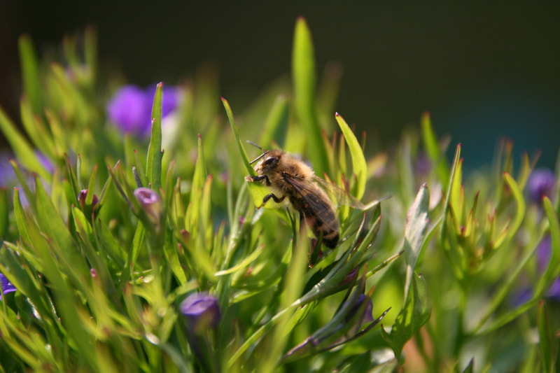 Sigma 17-70mm F2.8-4 DC Macro OS HSM sample photo. Img sab photography