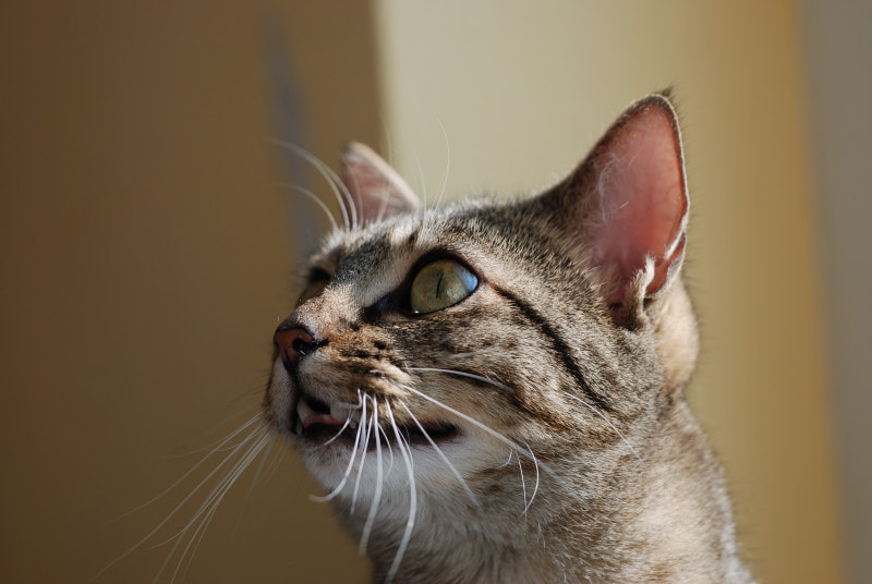 Sigma 150mm F2.8 EX DG Macro HSM sample photo. L photography