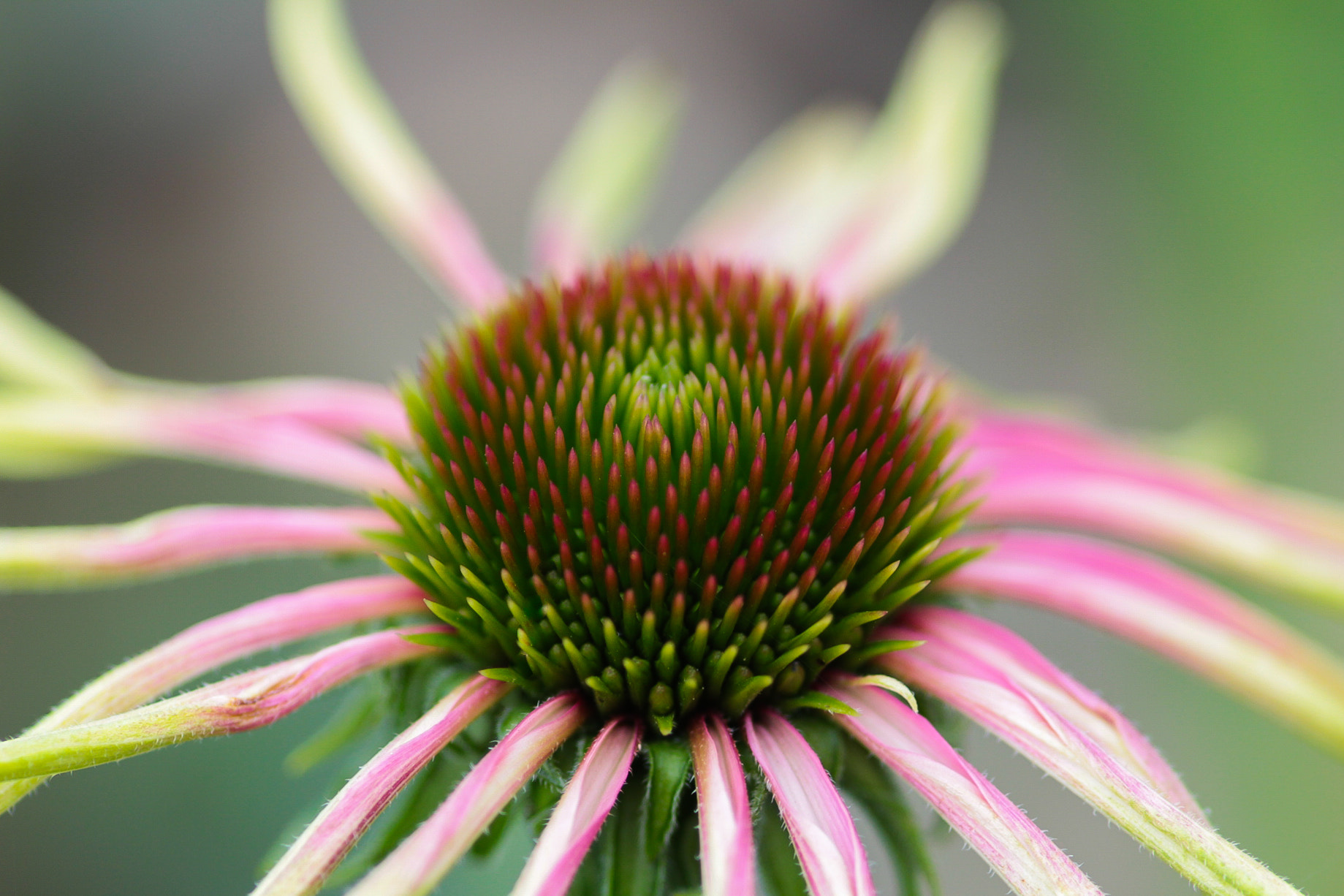 Canon EOS 600D (Rebel EOS T3i / EOS Kiss X5) + Sigma 105mm F2.8 EX DG Macro sample photo. Echinacea photography