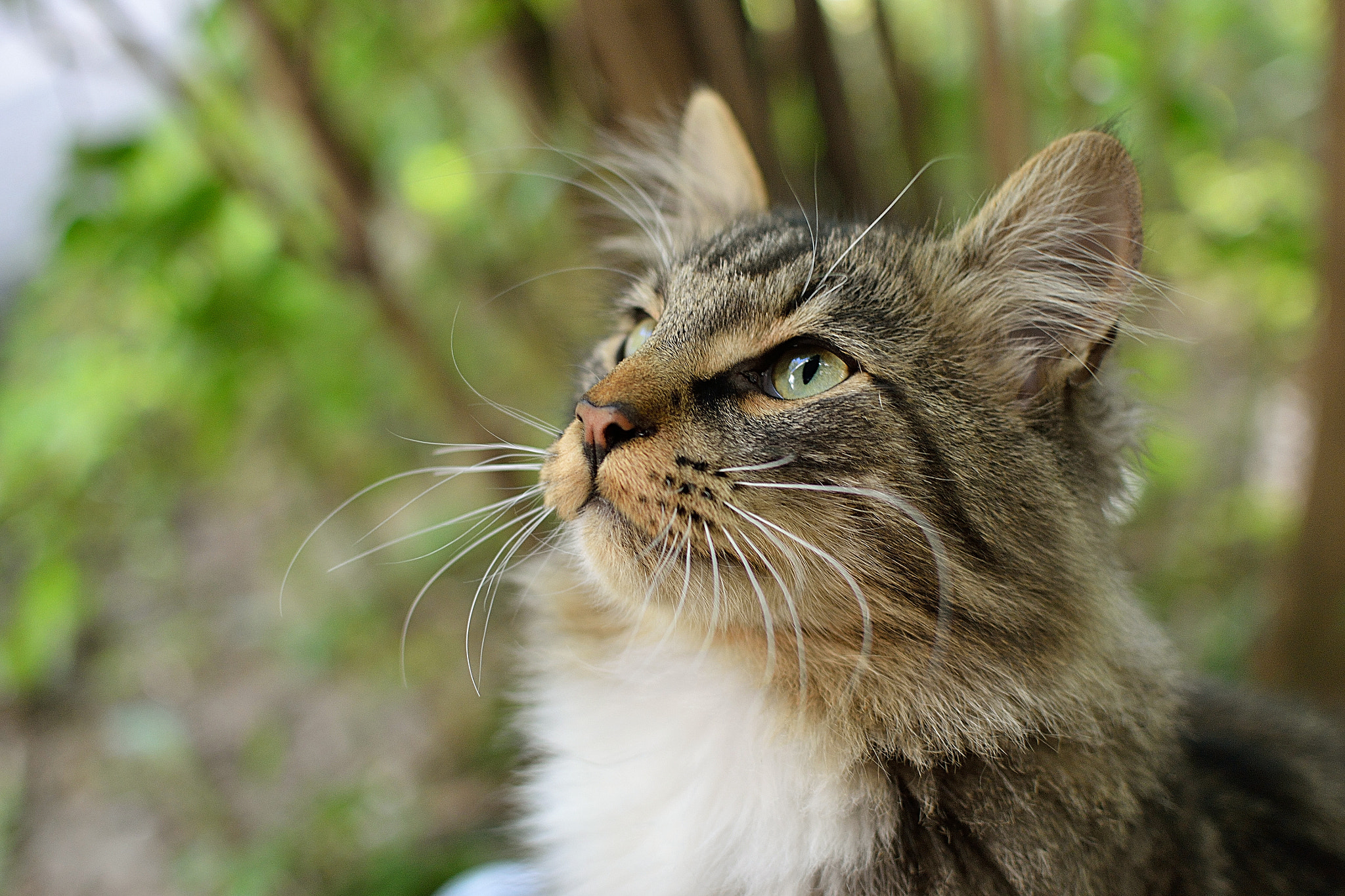 Nikon D3100 + Sigma 10mm F2.8 EX DC HSM Diagonal Fisheye sample photo. Cats: polosatiy photography