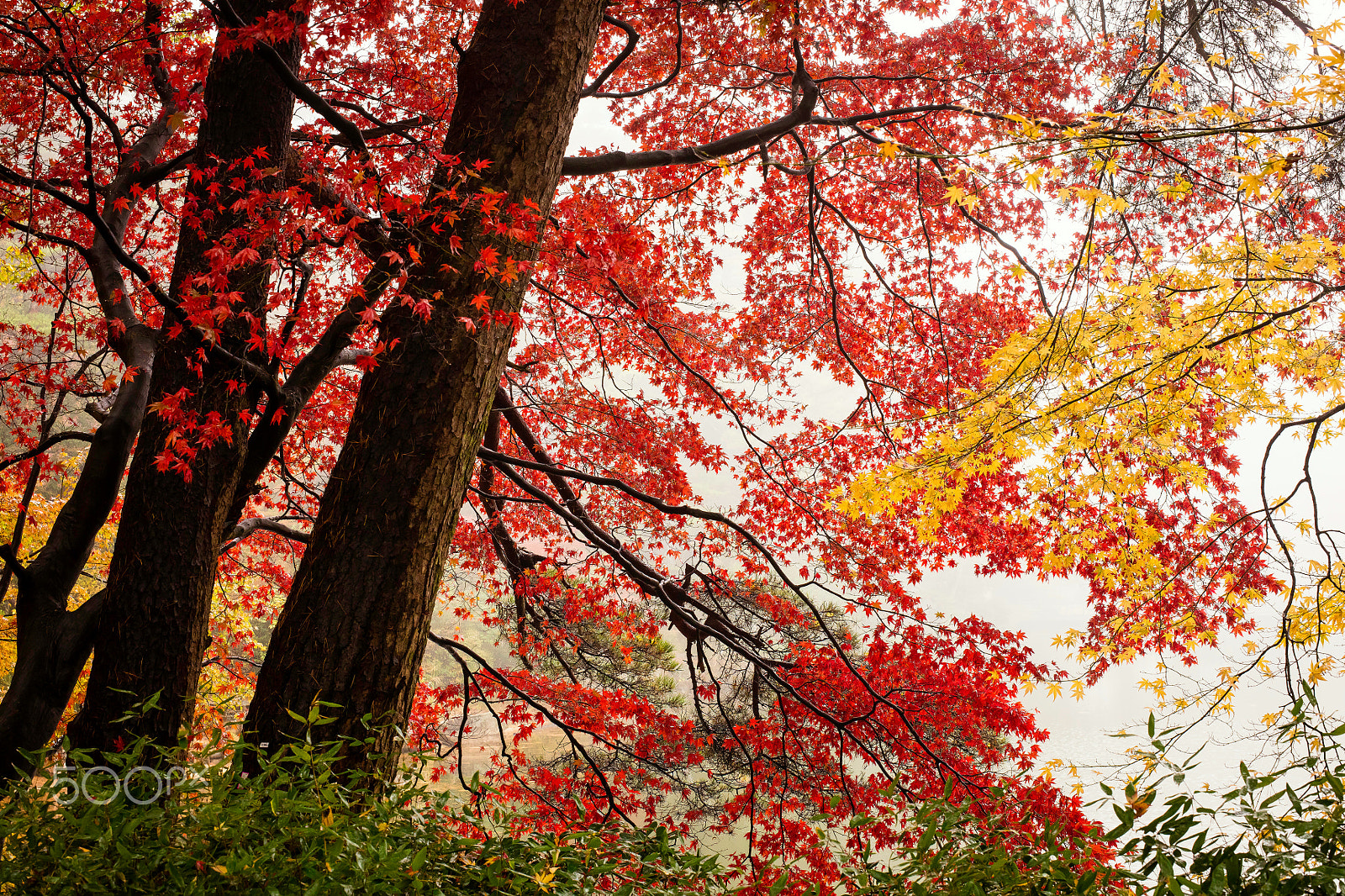 ZEISS Otus 55mm F1.4 sample photo. Autumn trees photography