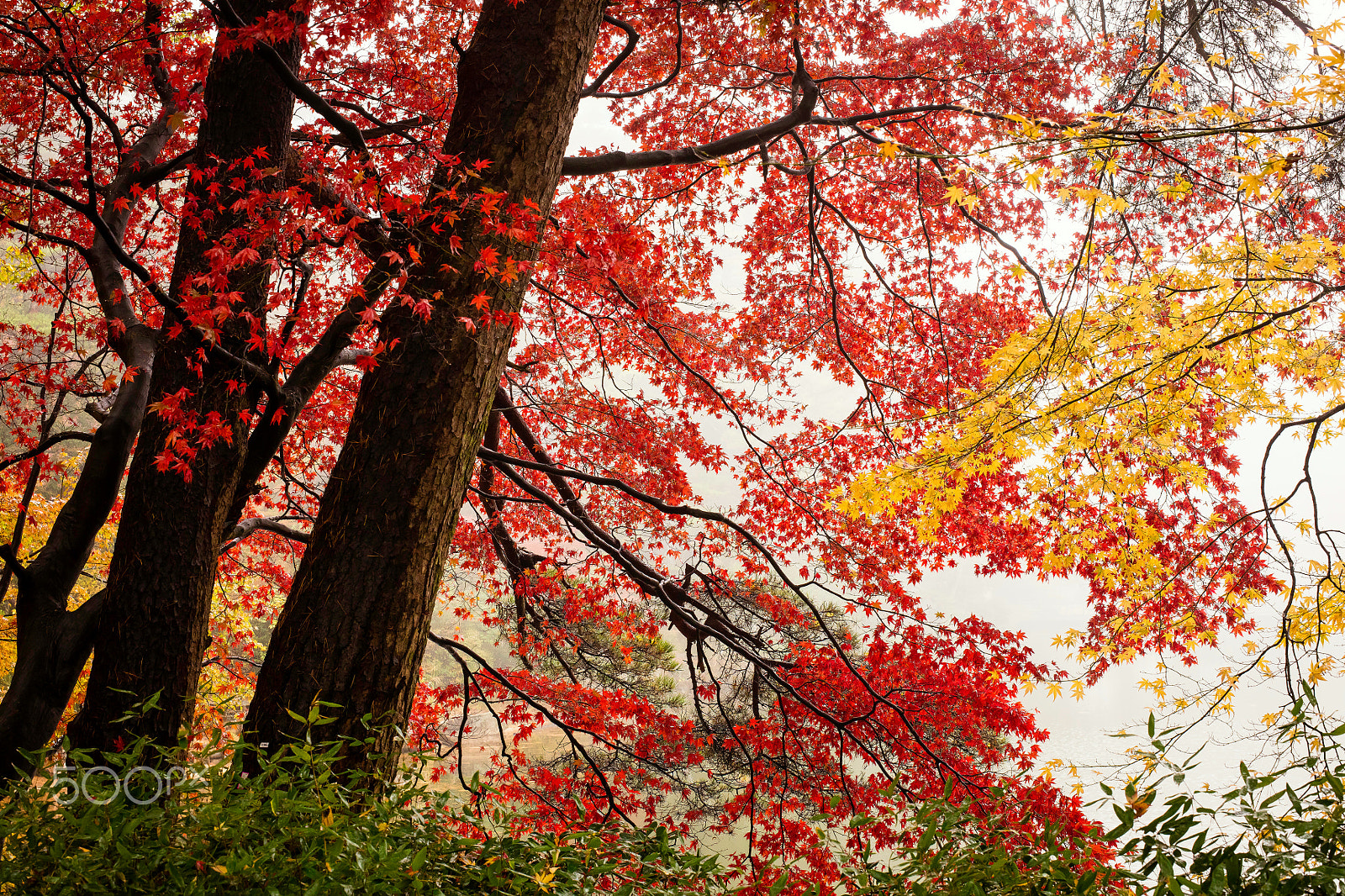 Canon EOS 5DS R + ZEISS Otus 55mm F1.4 sample photo. Autumn trees photography