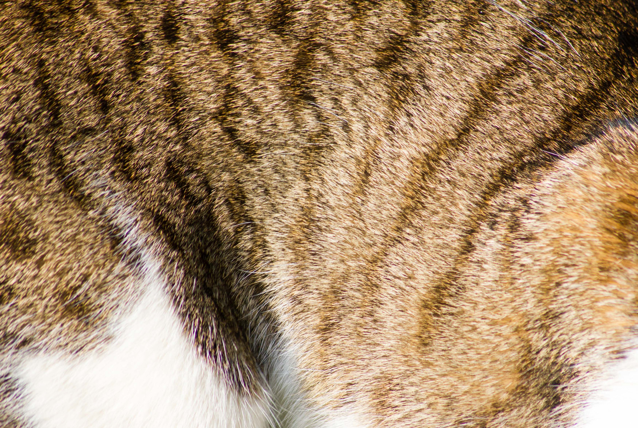 Canon EOS 550D (EOS Rebel T2i / EOS Kiss X4) sample photo. Cat skin photography
