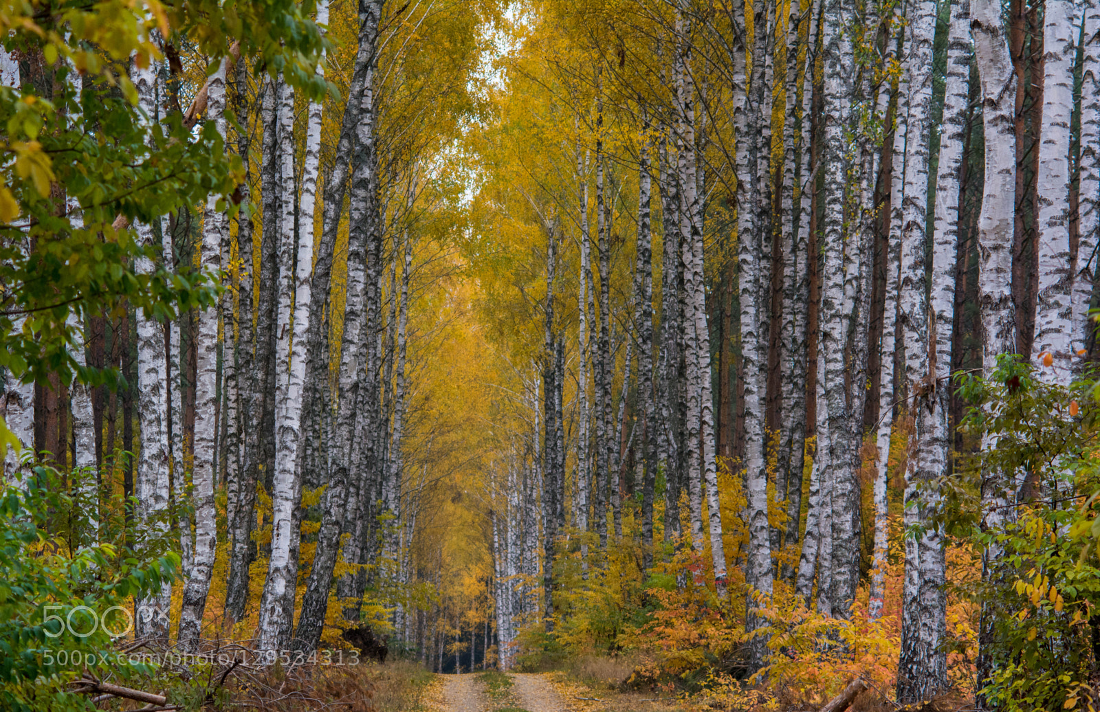 Nikon D7100 sample photo. Birch way photography
