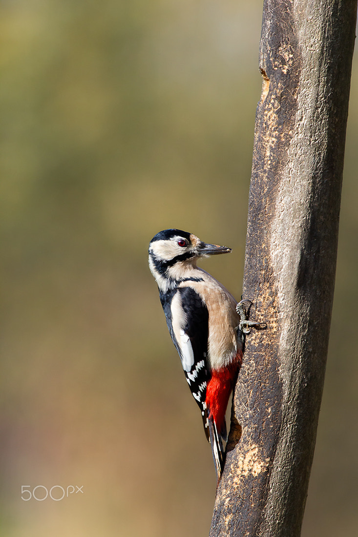 Canon EOS 60D + Canon EF 400mm F5.6L USM sample photo. The currency... woodpecker photography