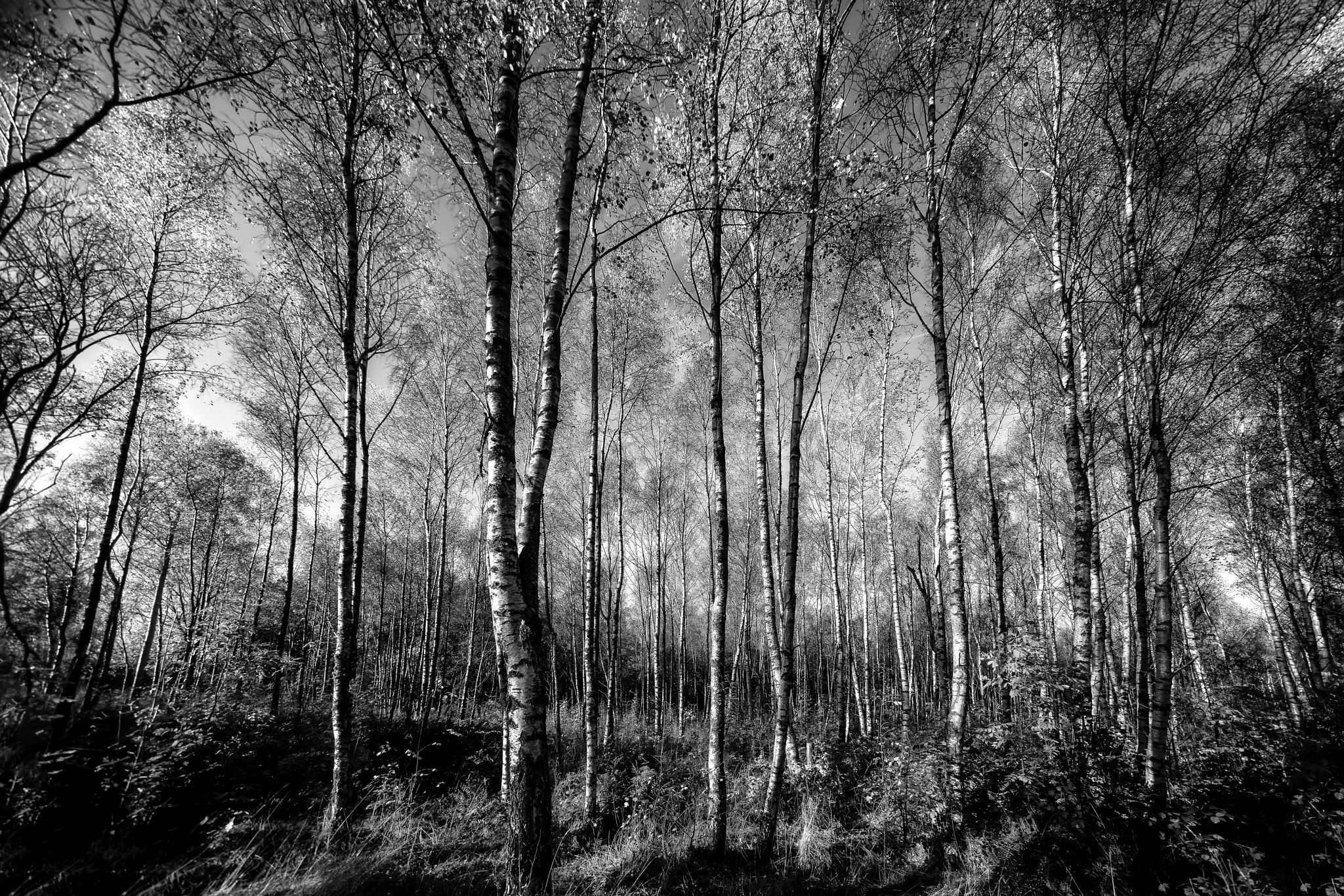 Sony a7R II + Sony E 10-18mm F4 OSS sample photo. Autumn birch forest ... photography