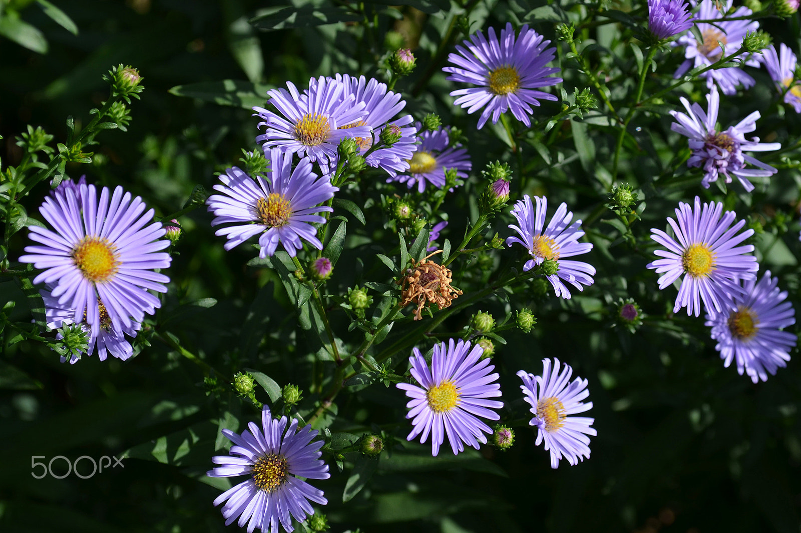 Nikon D5100 + Nikon PC-E Nikkor 24mm F3.5D ED Tilt-Shift sample photo. White beauty flowers photography