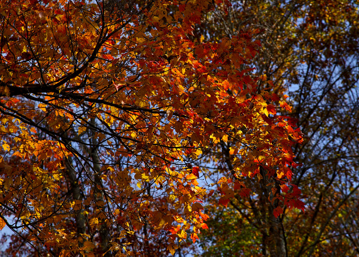 24-105mm F4 G SSM OSS sample photo. Spot lit photography