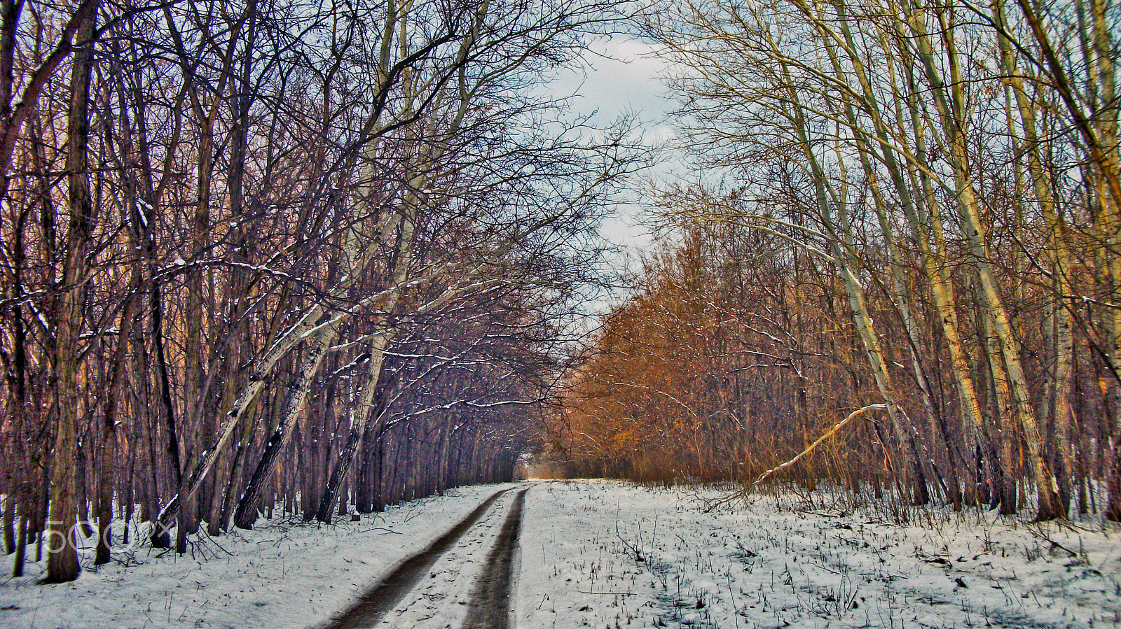 Fujifilm FinePix AV130 sample photo. Forest road photography