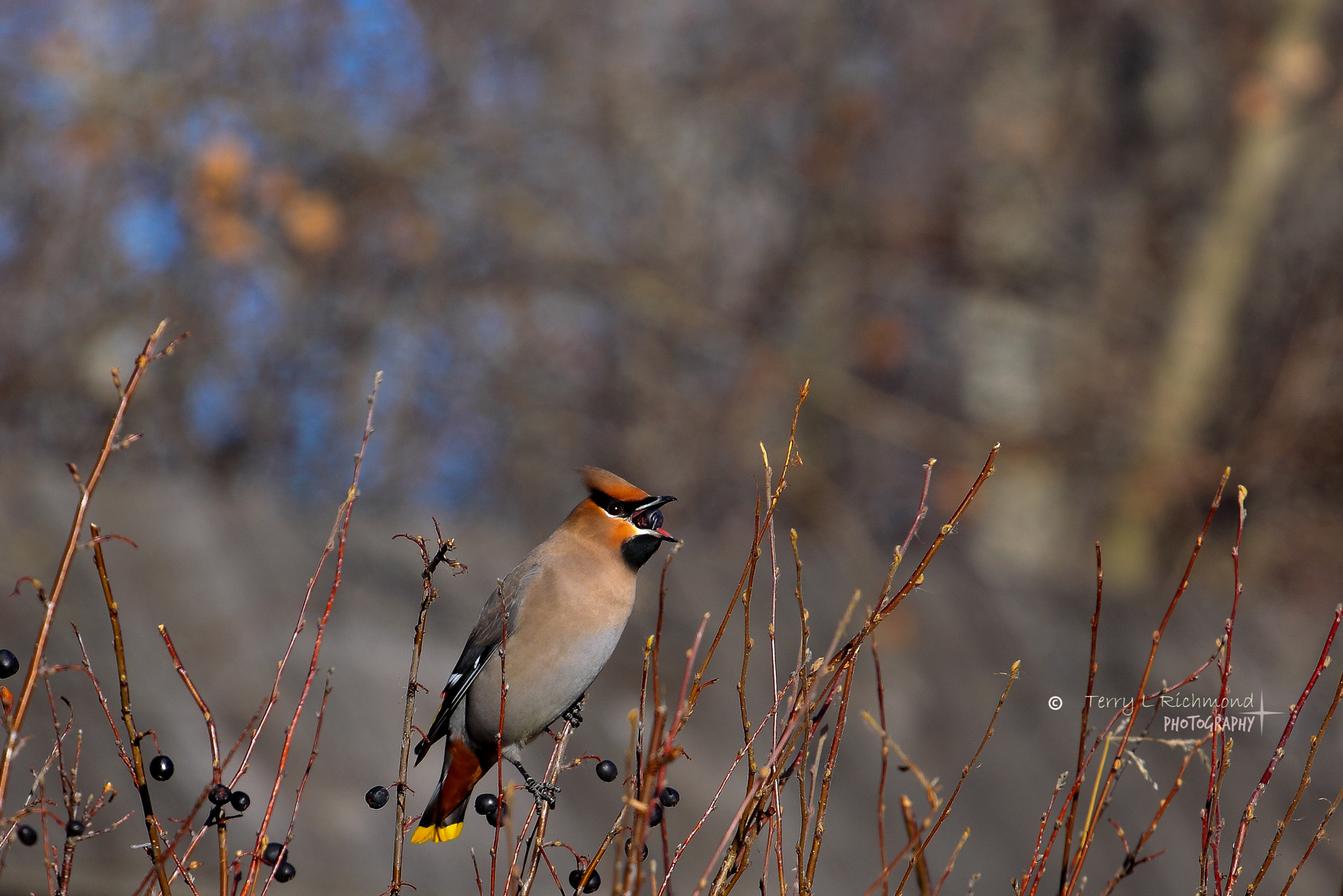 Canon EOS 500D (EOS Rebel T1i / EOS Kiss X3) + Canon EF 70-200mm F4L USM sample photo. Bohemian waxwing photography