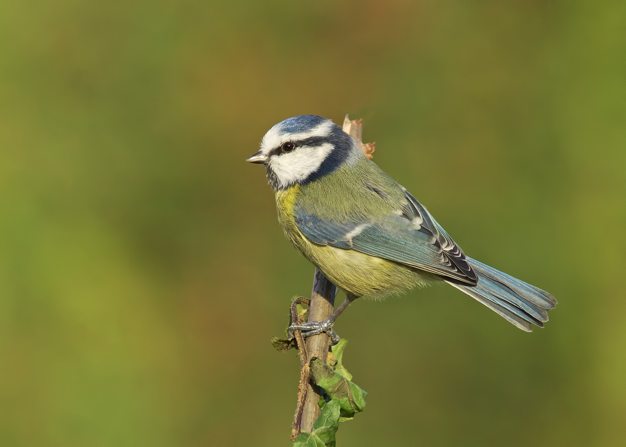 Sony a99 II + Minolta AF 300mm F2.8 HS-APO G sample photo. Blue tit photography