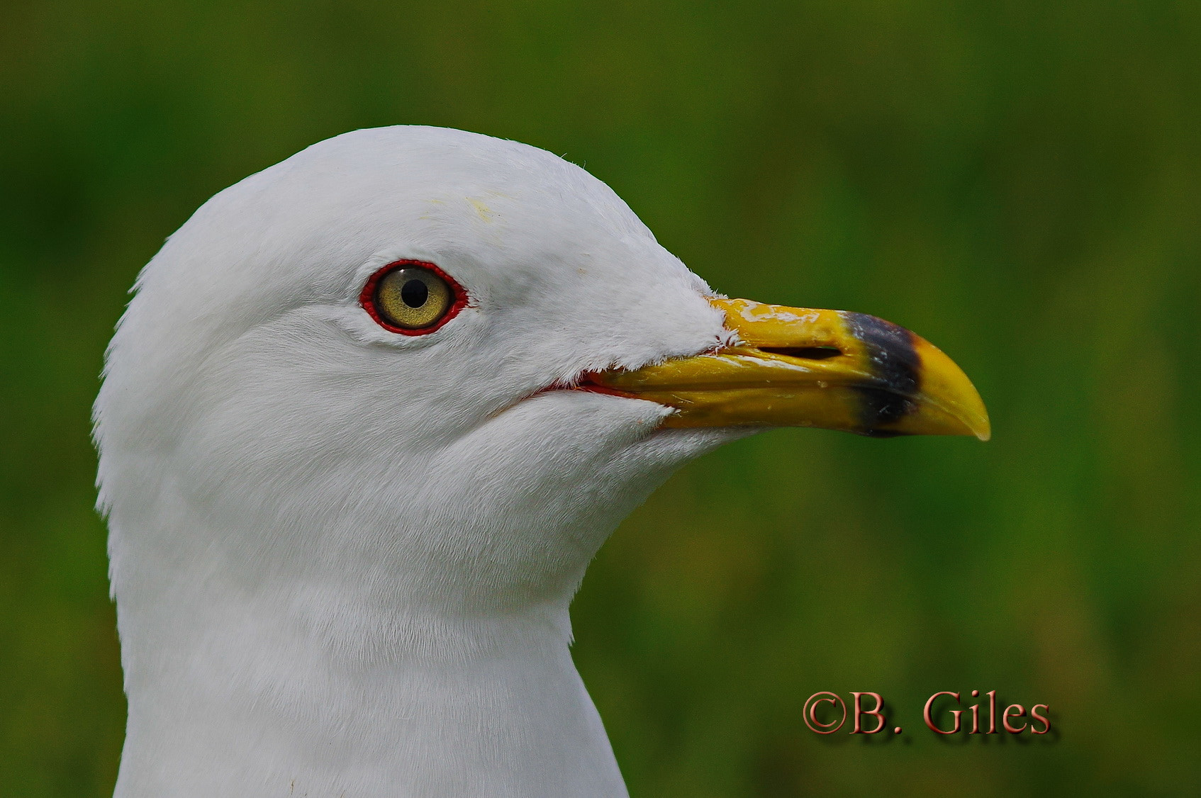 Pentax K-3 sample photo. Ring-billed portrait photography