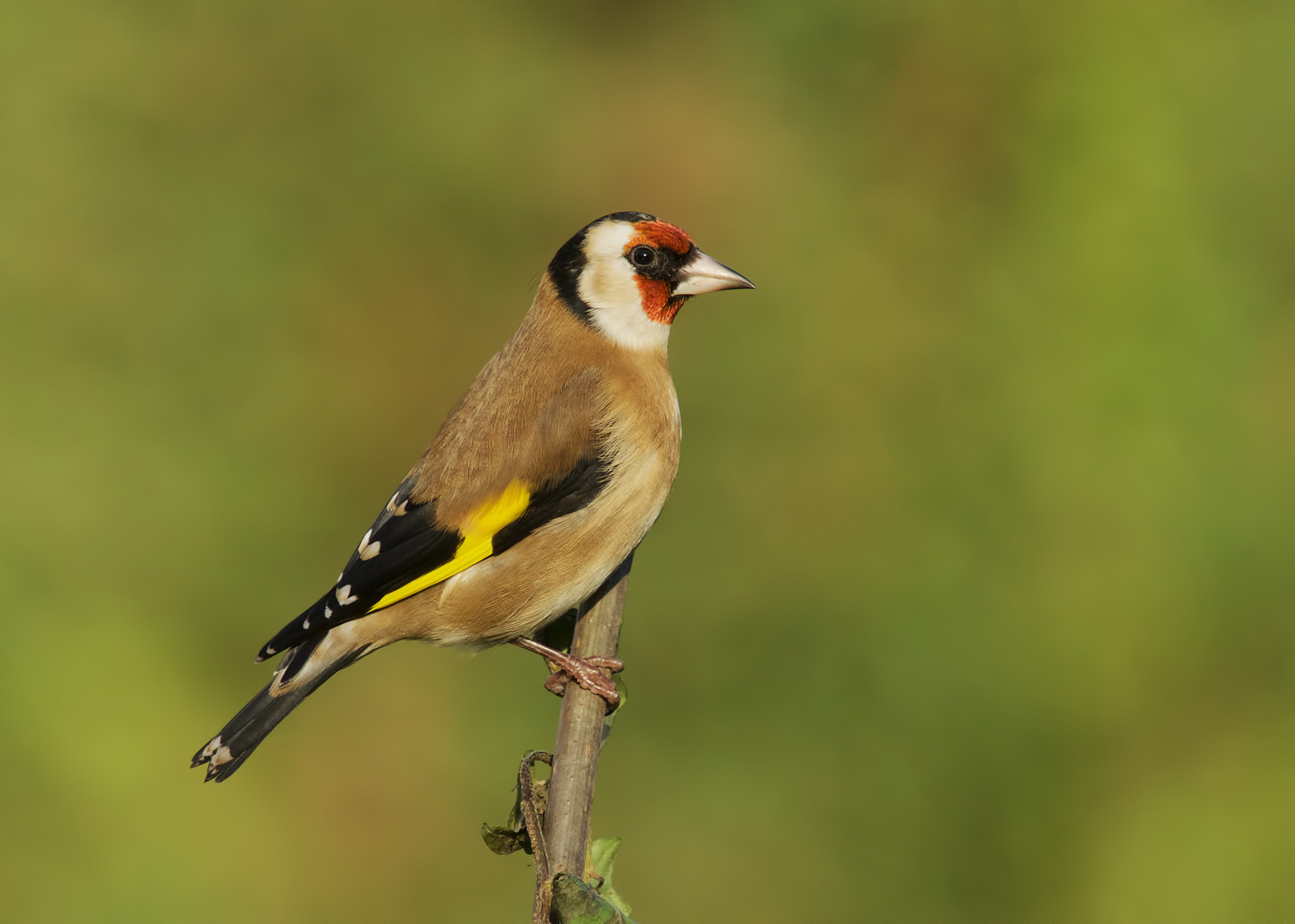 Sony a99 II + Minolta AF 300mm F2.8 HS-APO G sample photo. Goldfinch photography