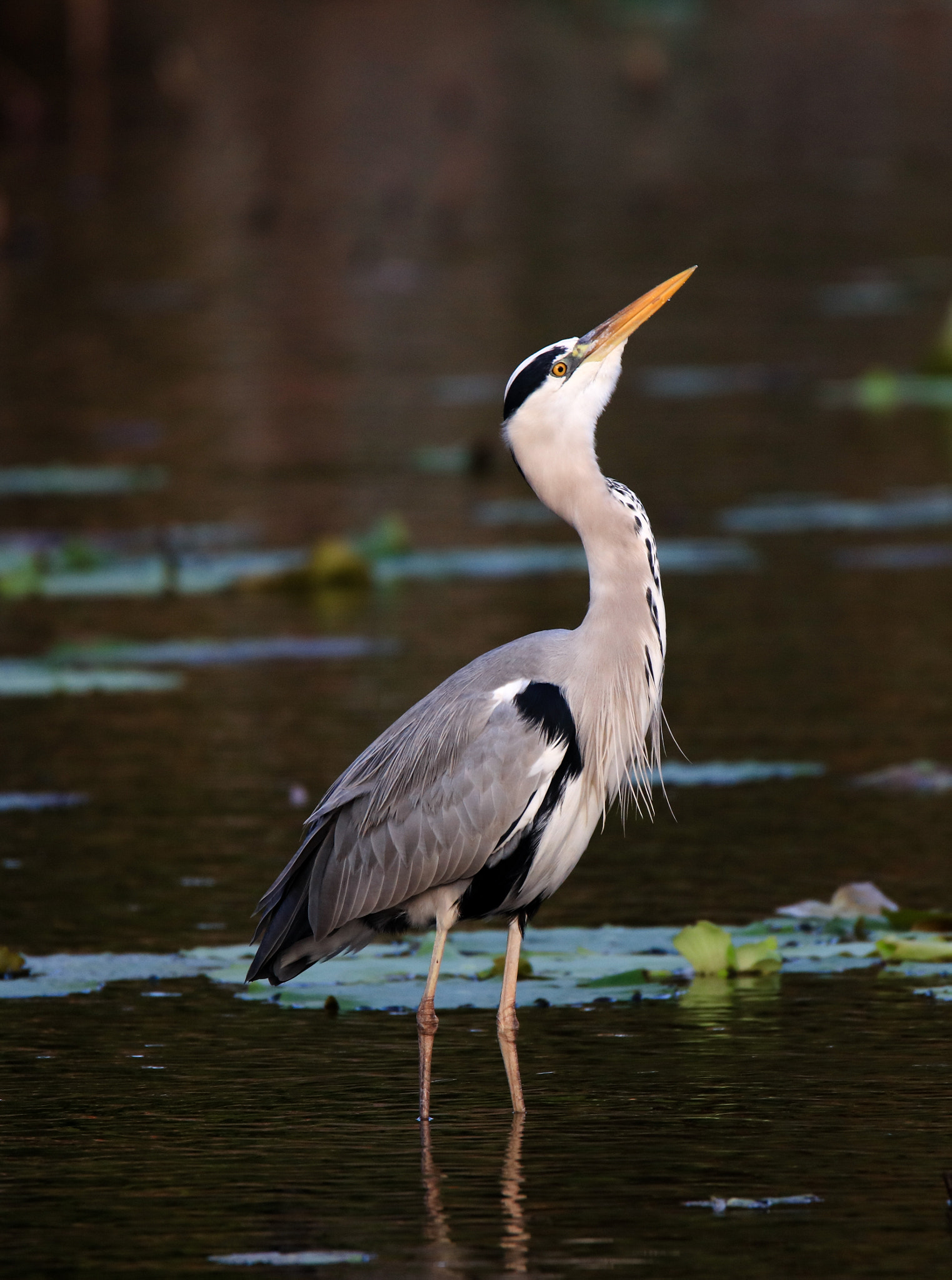Canon EOS 5DS sample photo. Gray heron photography