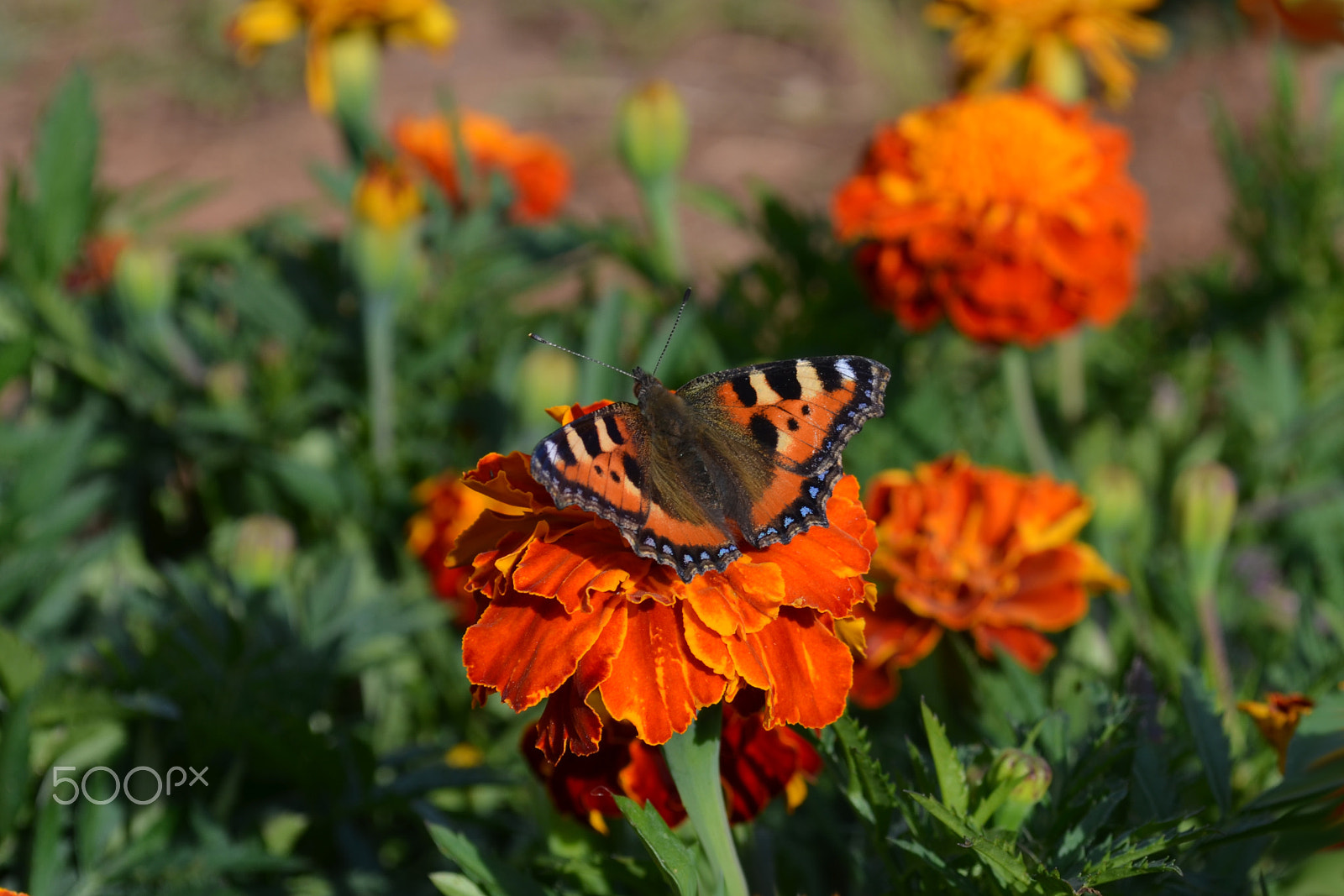 Nikon D5100 + Nikon AF Micro-Nikkor 200mm F4D ED-IF sample photo. Nice flower photography