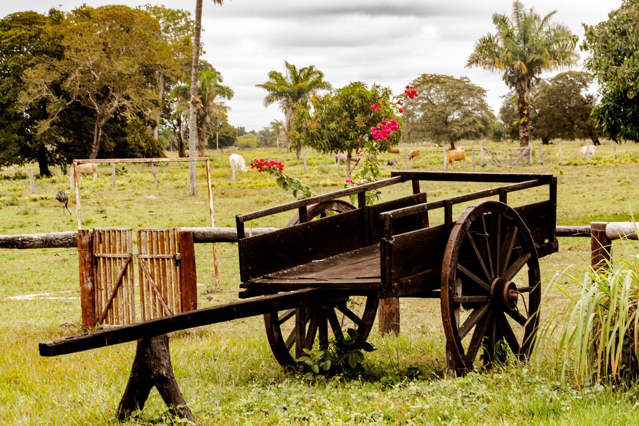 Canon EF 75-300mm f/4-5.6 USM sample photo. Carro de boi photography