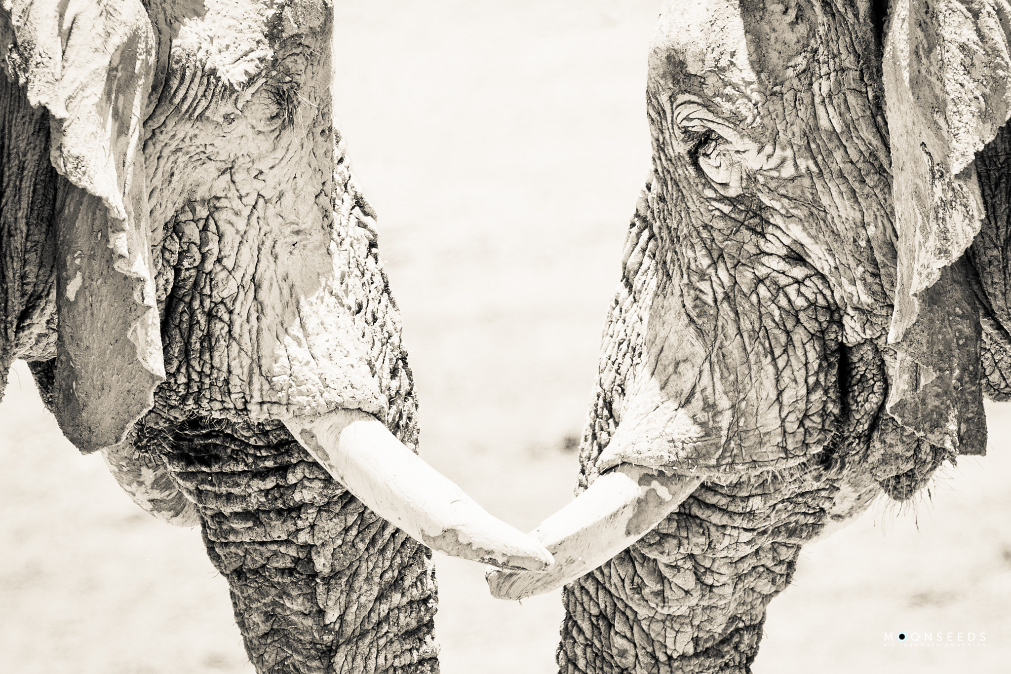 Nikon D3S sample photo. Ghost elephants photography