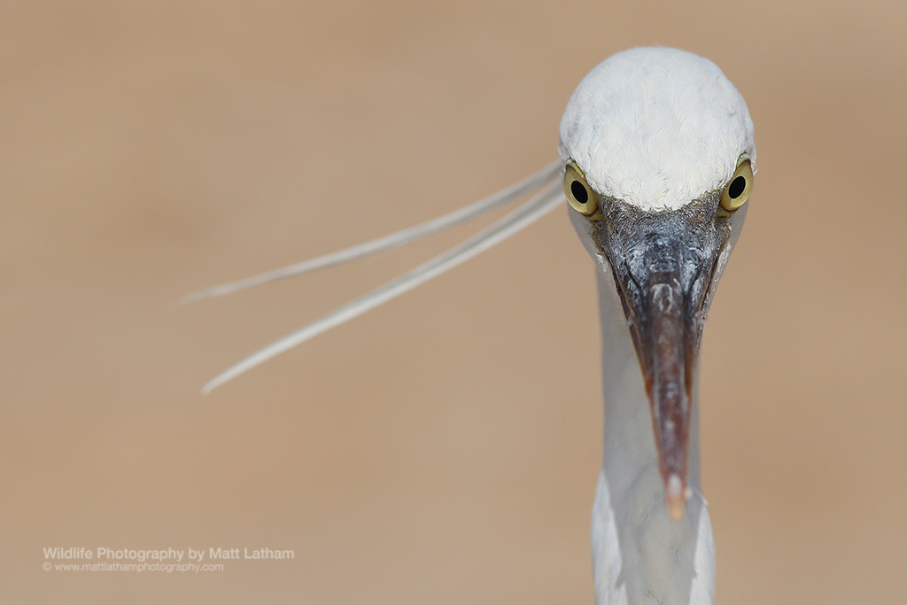 Canon EF 300mm F2.8L IS USM sample photo. Western reef heron (egretta gularis) photography