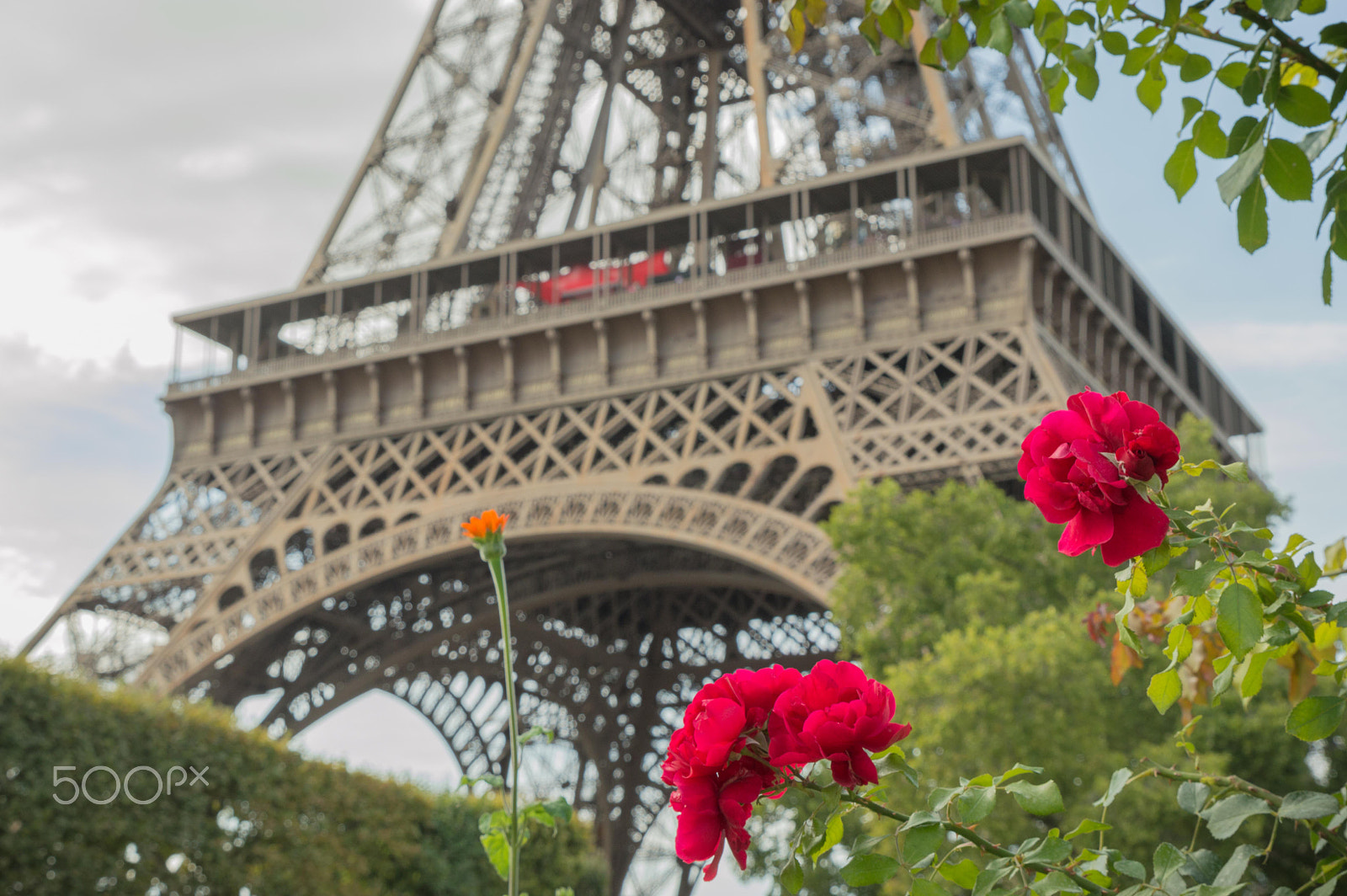 Tamron SP 24-70mm F2.8 Di VC USD sample photo. Flowers by paris photography