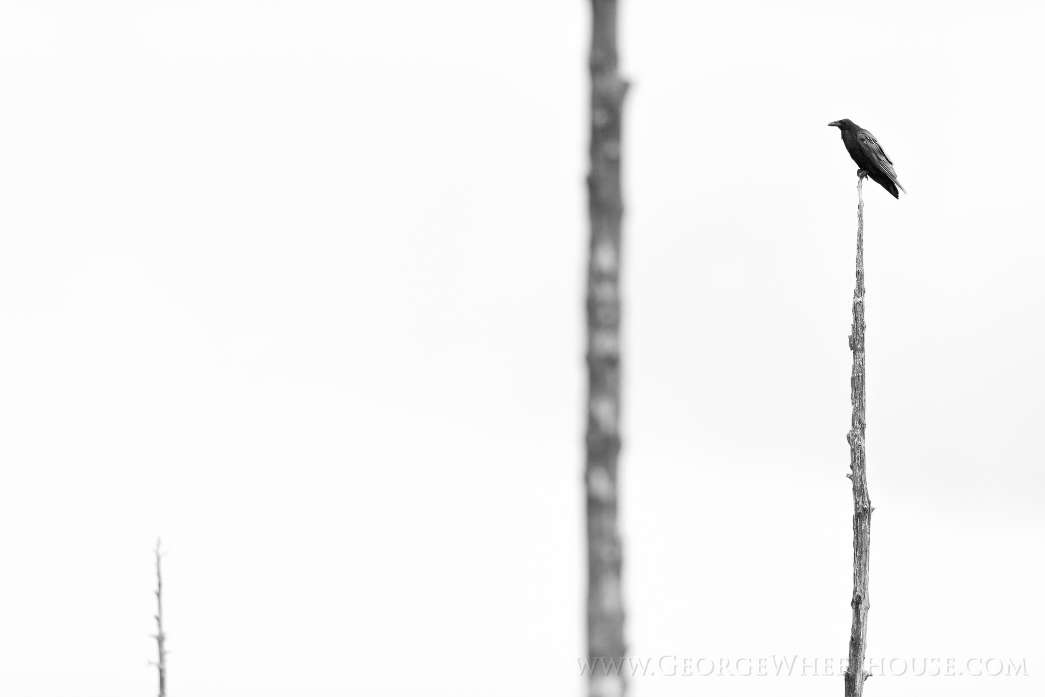 AF-S Nikkor 300mm f/2.8D IF-ED II sample photo. Raven & dead trees photography