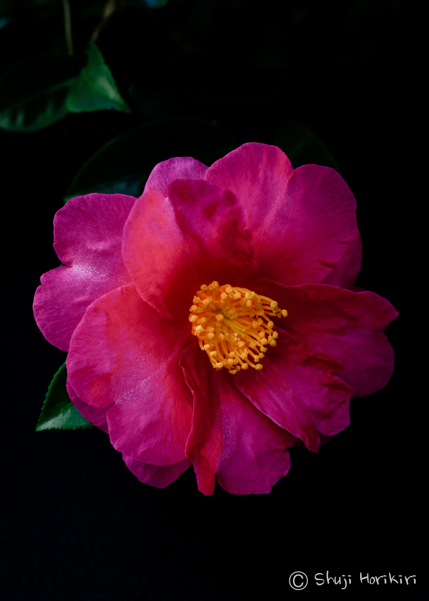 Nikon D800 + Sigma 50mm F2.8 EX DG Macro sample photo. Camellia photography