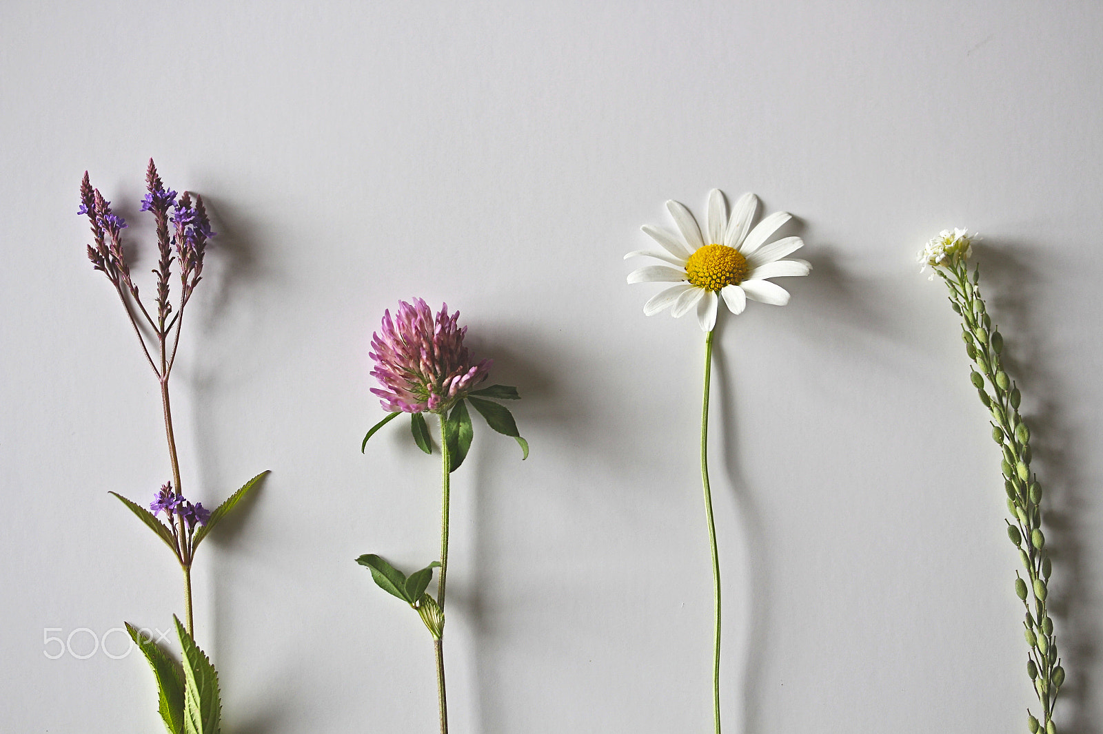 Canon EF-S 60mm F2.8 Macro USM sample photo. Wild flower photography