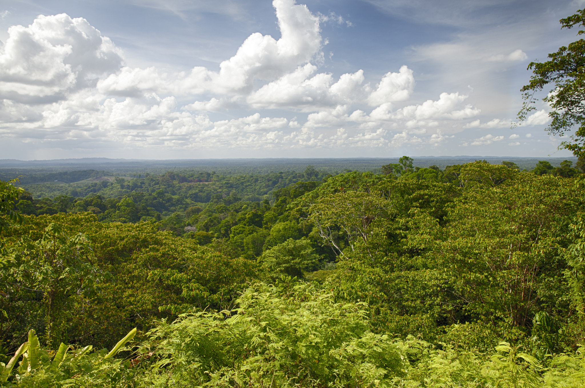 foret guyanaise - Amazonie