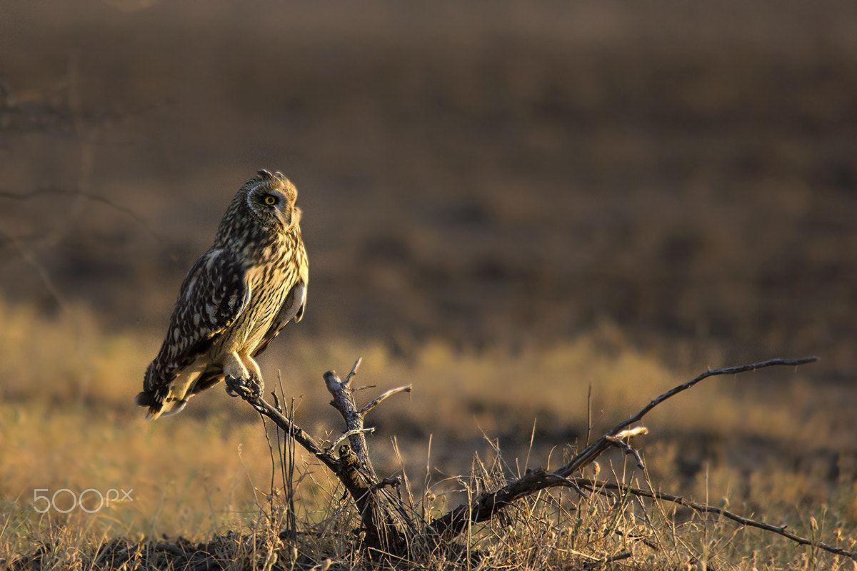 Sigma 150-500mm F5-6.3 DG OS HSM sample photo. Short eared owl photography