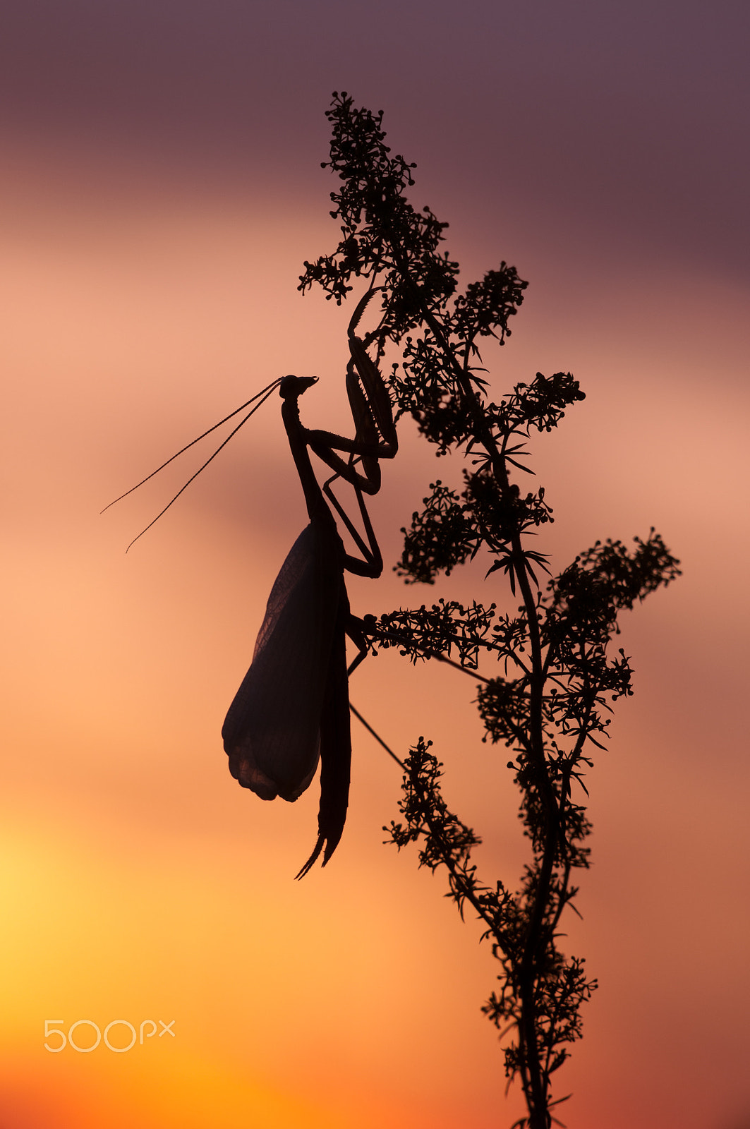 Sigma 150mm F2.8 EX DG Macro HSM sample photo. Mantis religiosa photography